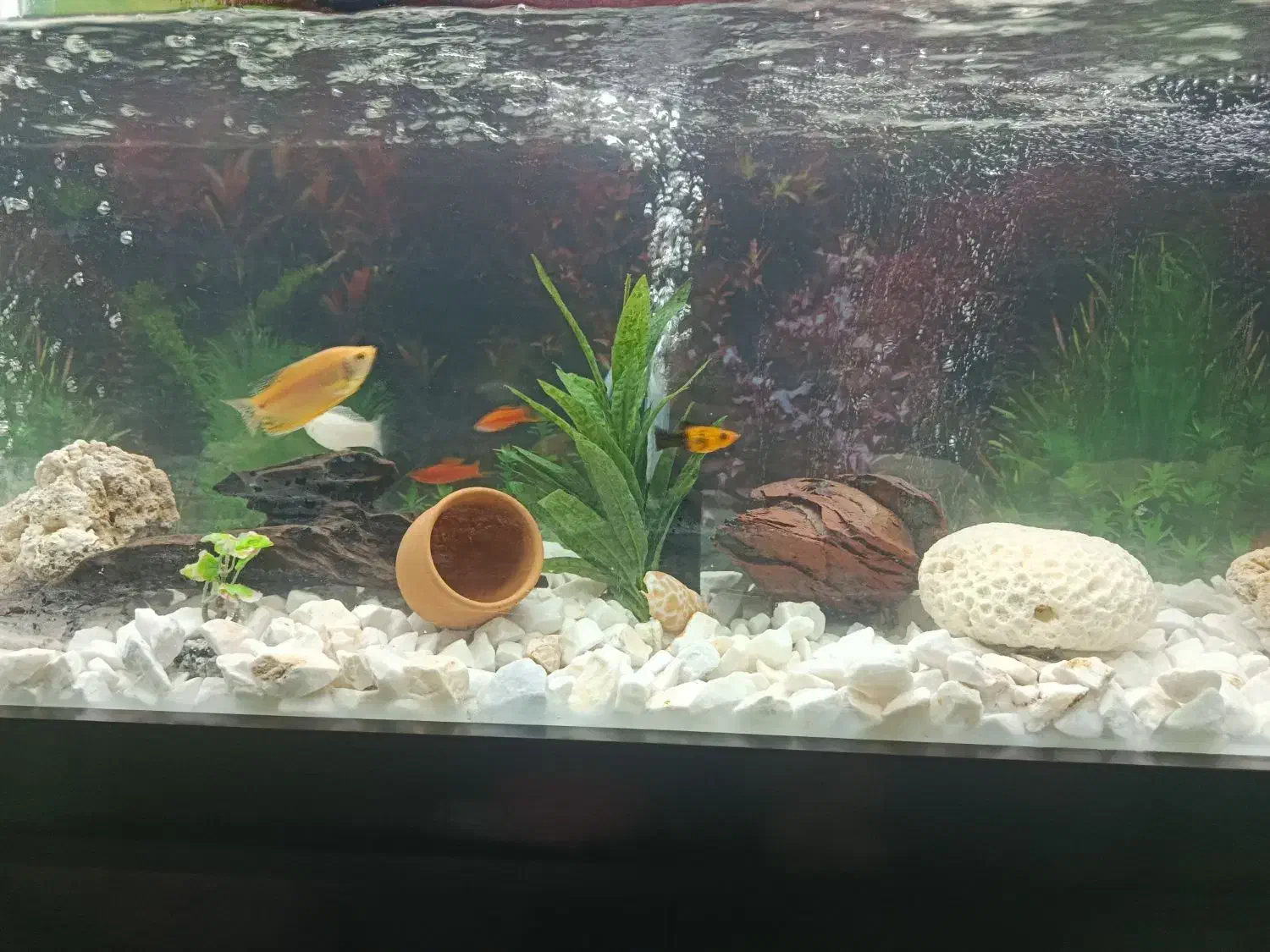 آکواریوم شیشه خم|ماهی|قزوین, |دیوار