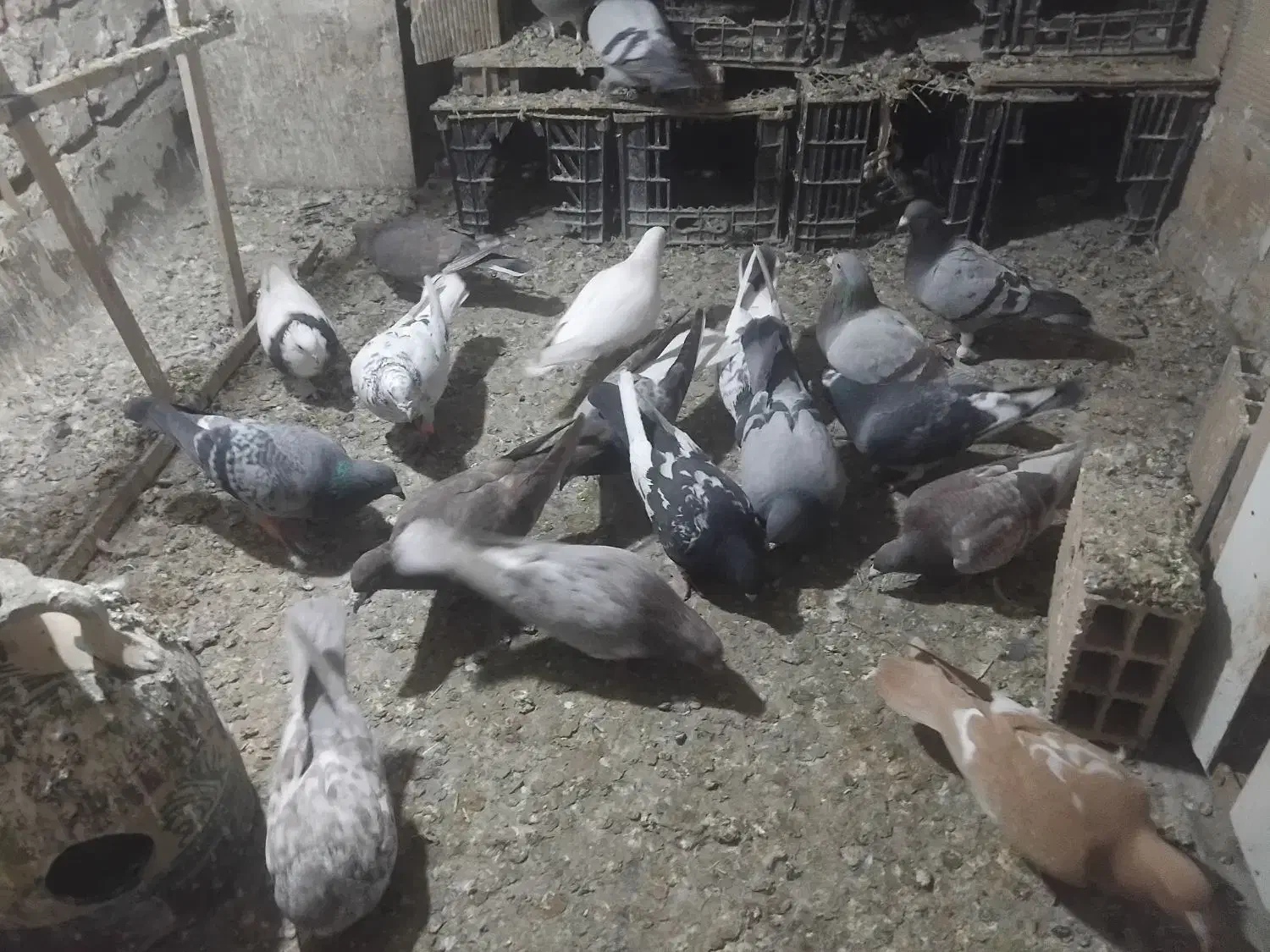 کفتر شهرستانی یکجا|پرنده|بومهن, |دیوار