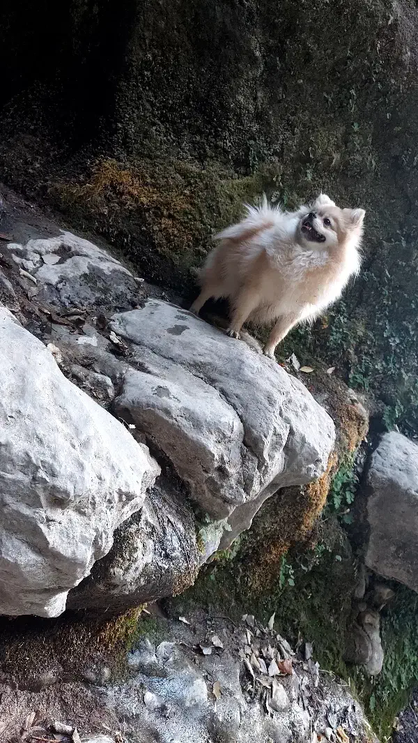 سگ پامر|سگ|یاسوج, |دیوار