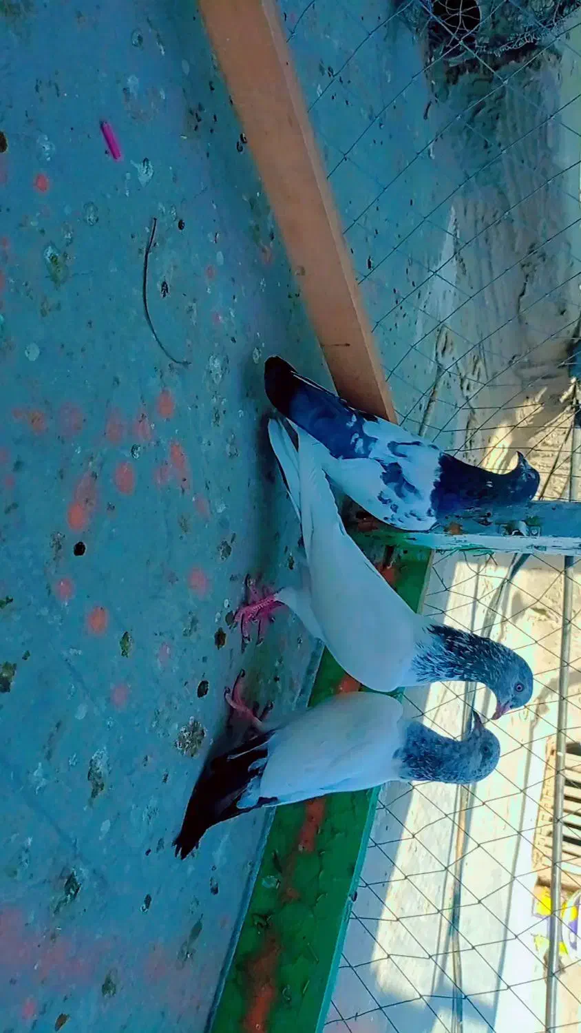 10عدد کبوتر سه پاکستانی 7تا نرپر|پرنده|چابهار, |دیوار