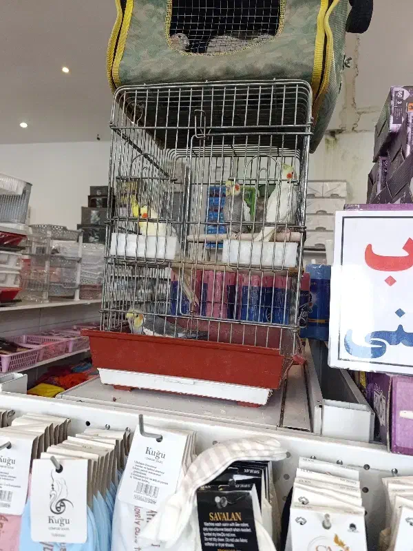 عروس هلندی رام و سخنگو|پرنده|محمودآباد, |دیوار