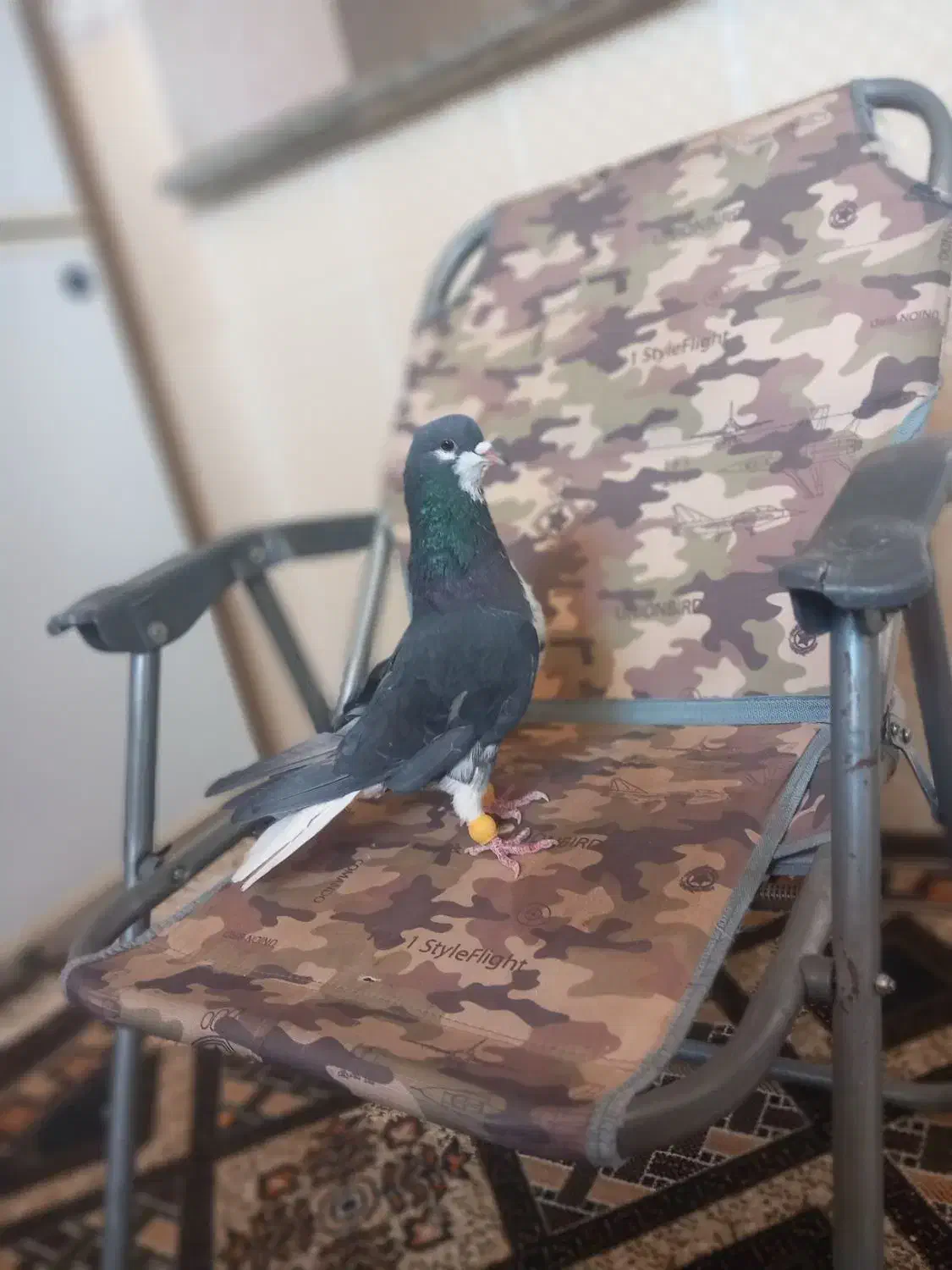 کبوتر شهری خوش قیمت|پرنده|کوهمره, |دیوار