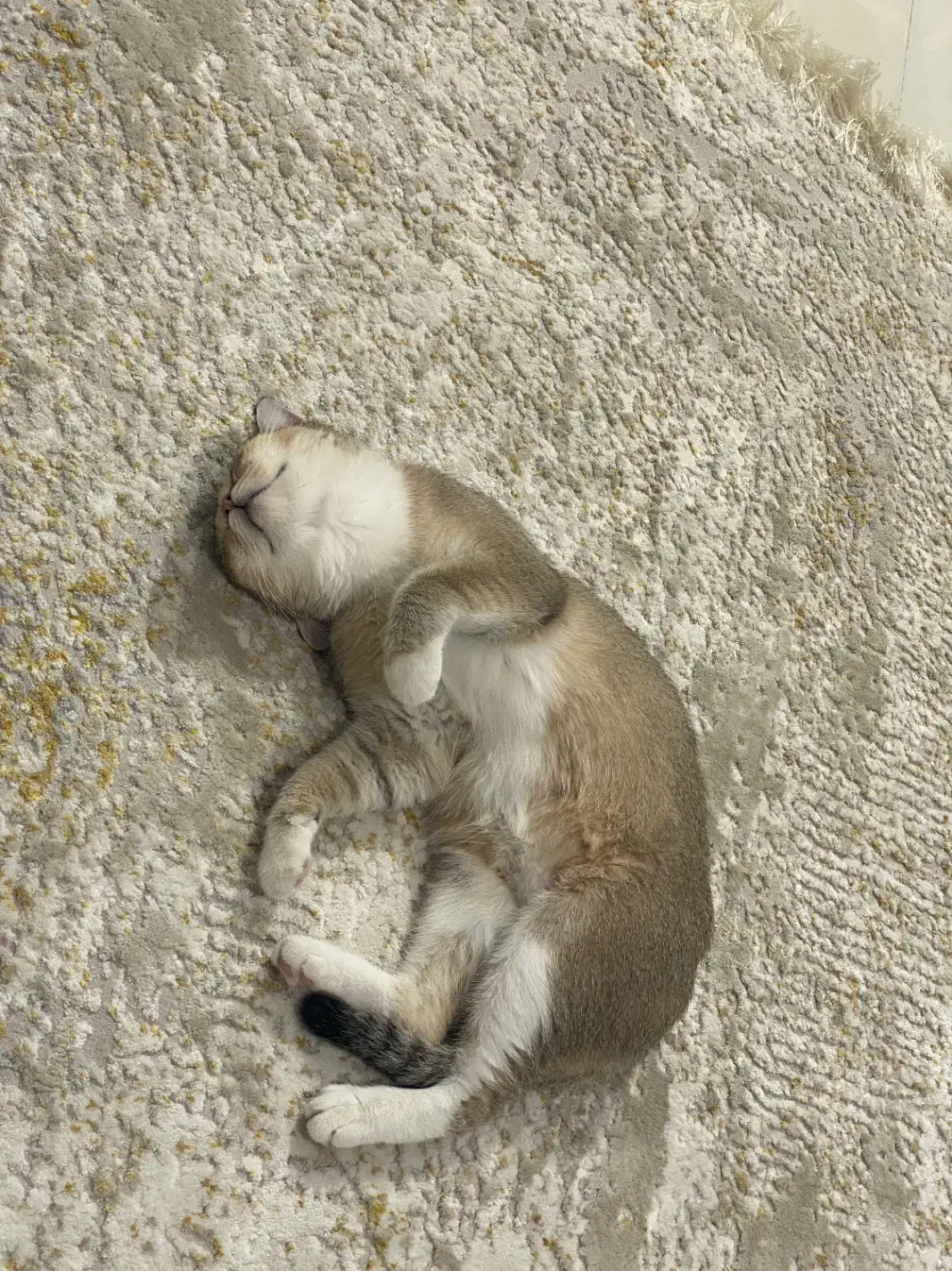 واگذاری گربه بریتیش|گربه|کرمانشاه, |دیوار