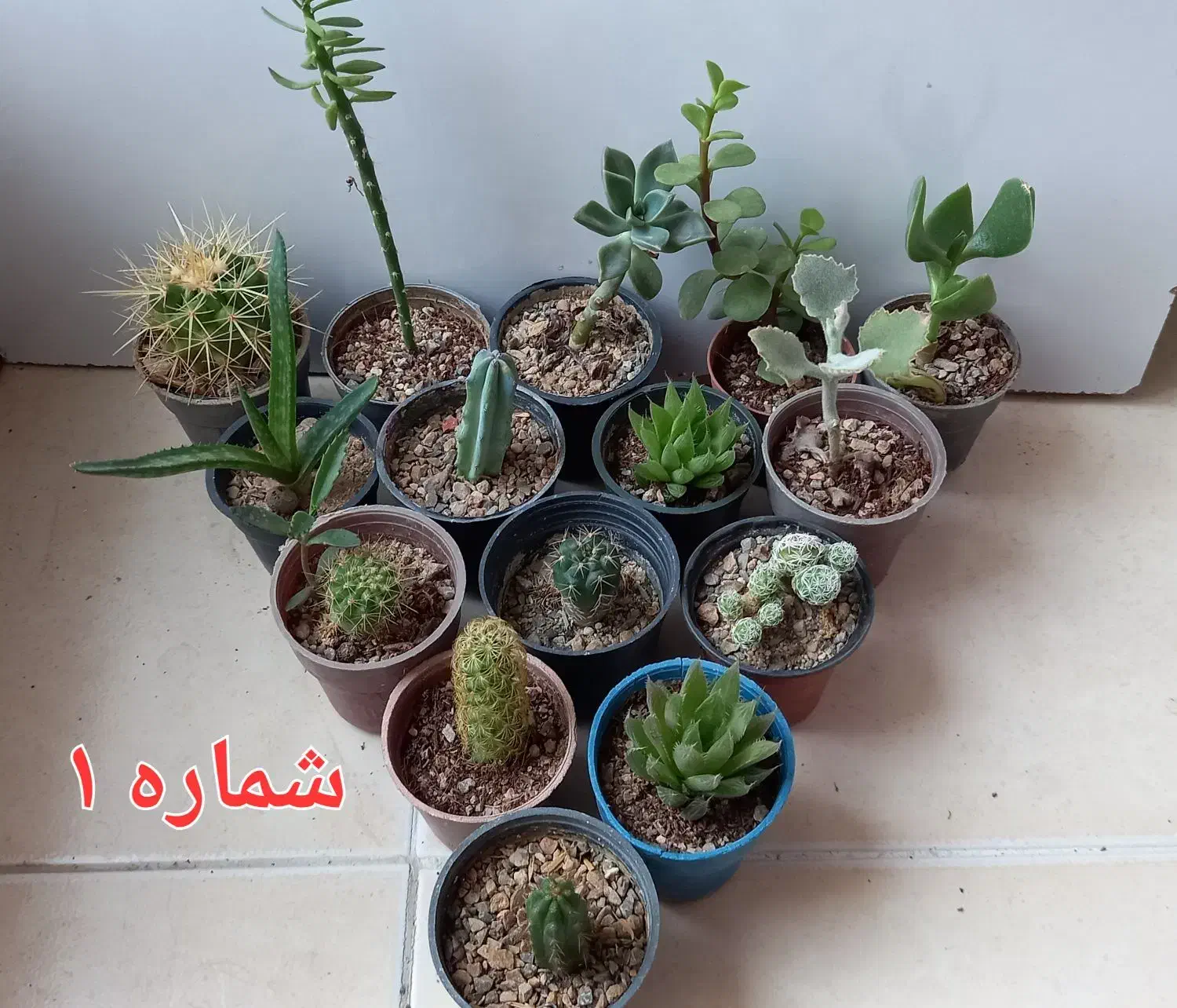 ۱۰ گلدان کاکتوس و گل|گل و گیاه طبیعی|یزد, |دیوار