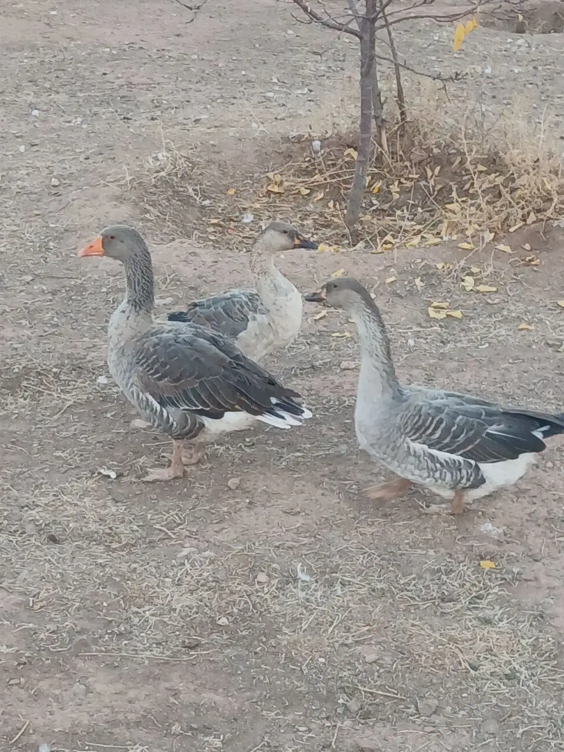 غاز|حیوانات مزرعه|شوط, |دیوار