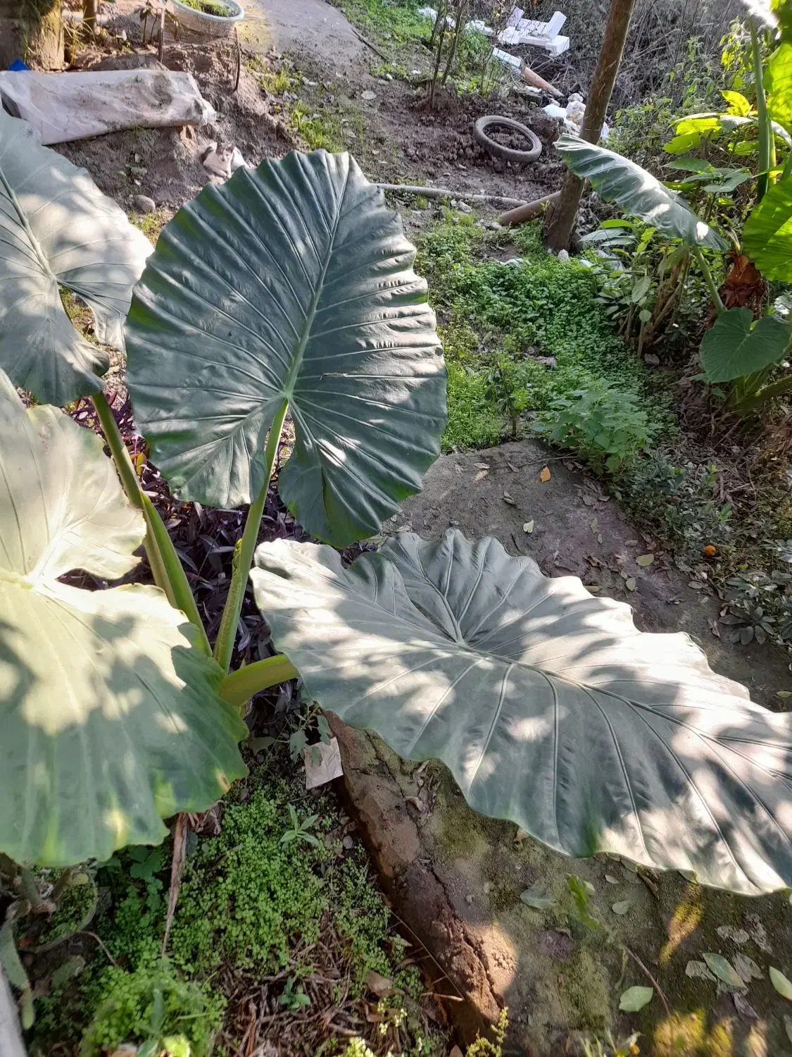 بابا آدم|گل و گیاه طبیعی|خشکبیجار, |دیوار