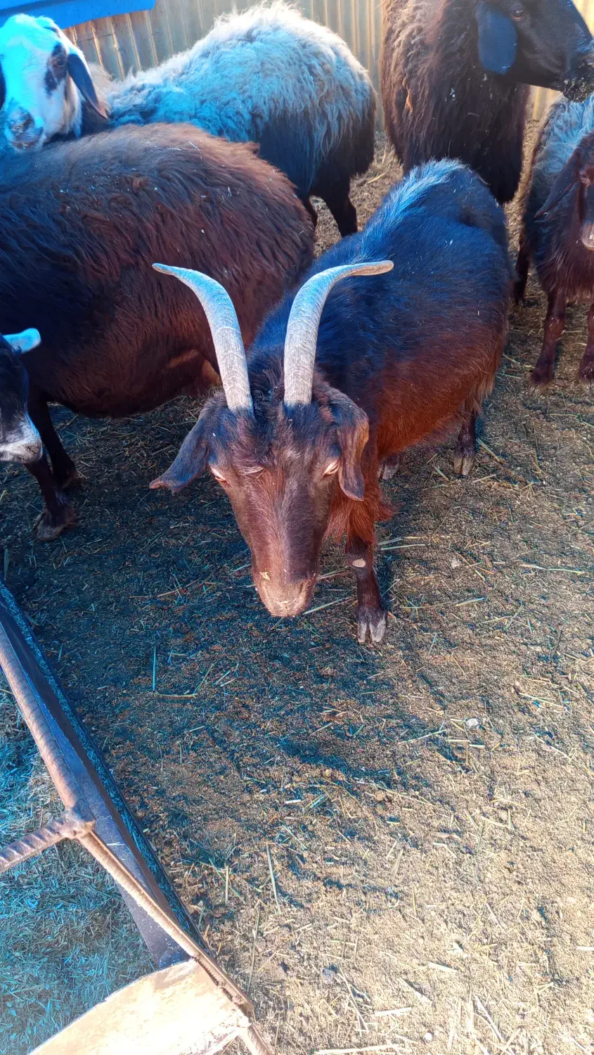 بز برای کشتار|حیوانات مزرعه|کوهسار (البرز), |دیوار