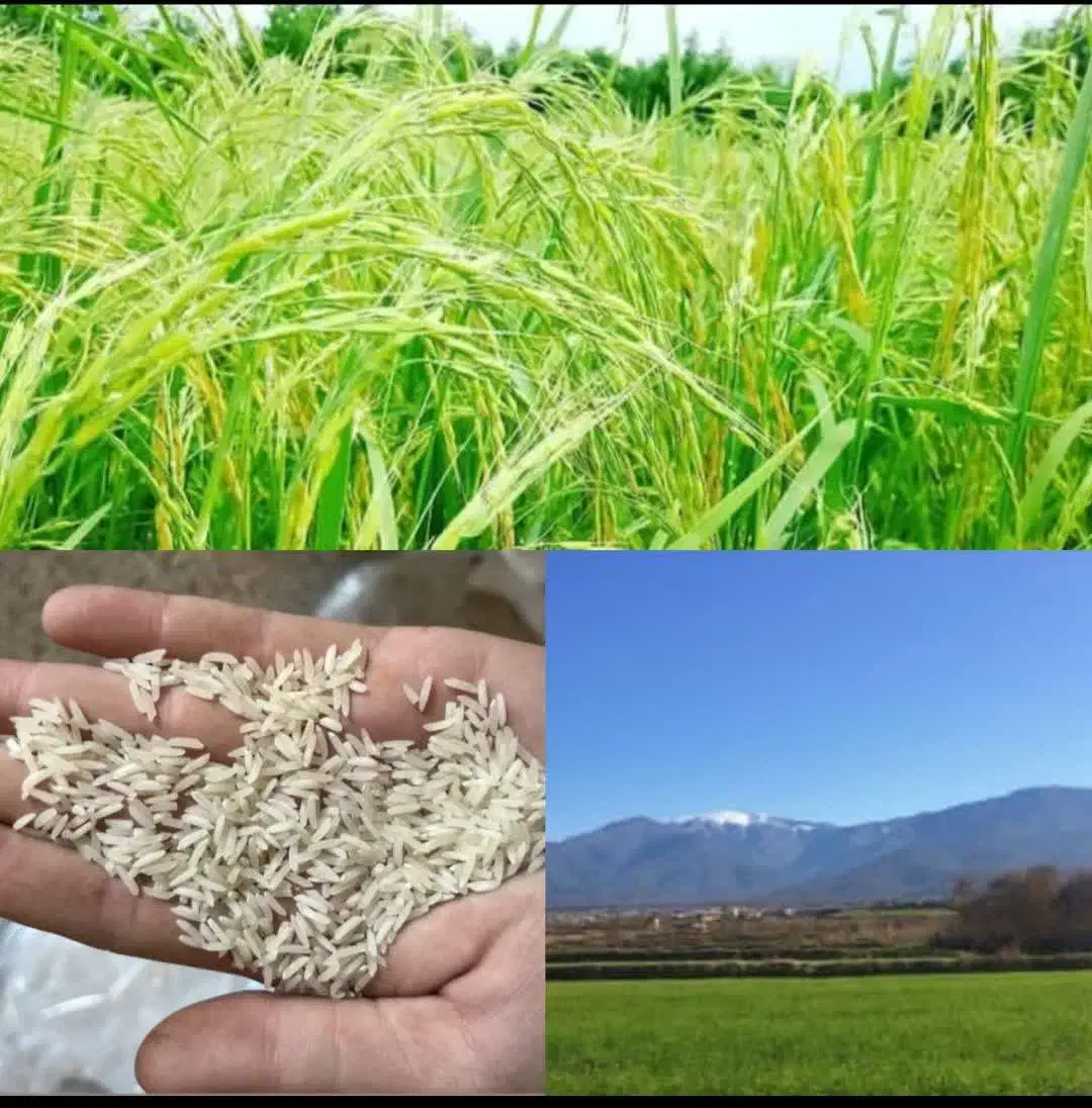 برنج ممتاز|خوردنی و آشامیدنی|بندرعباس, |دیوار