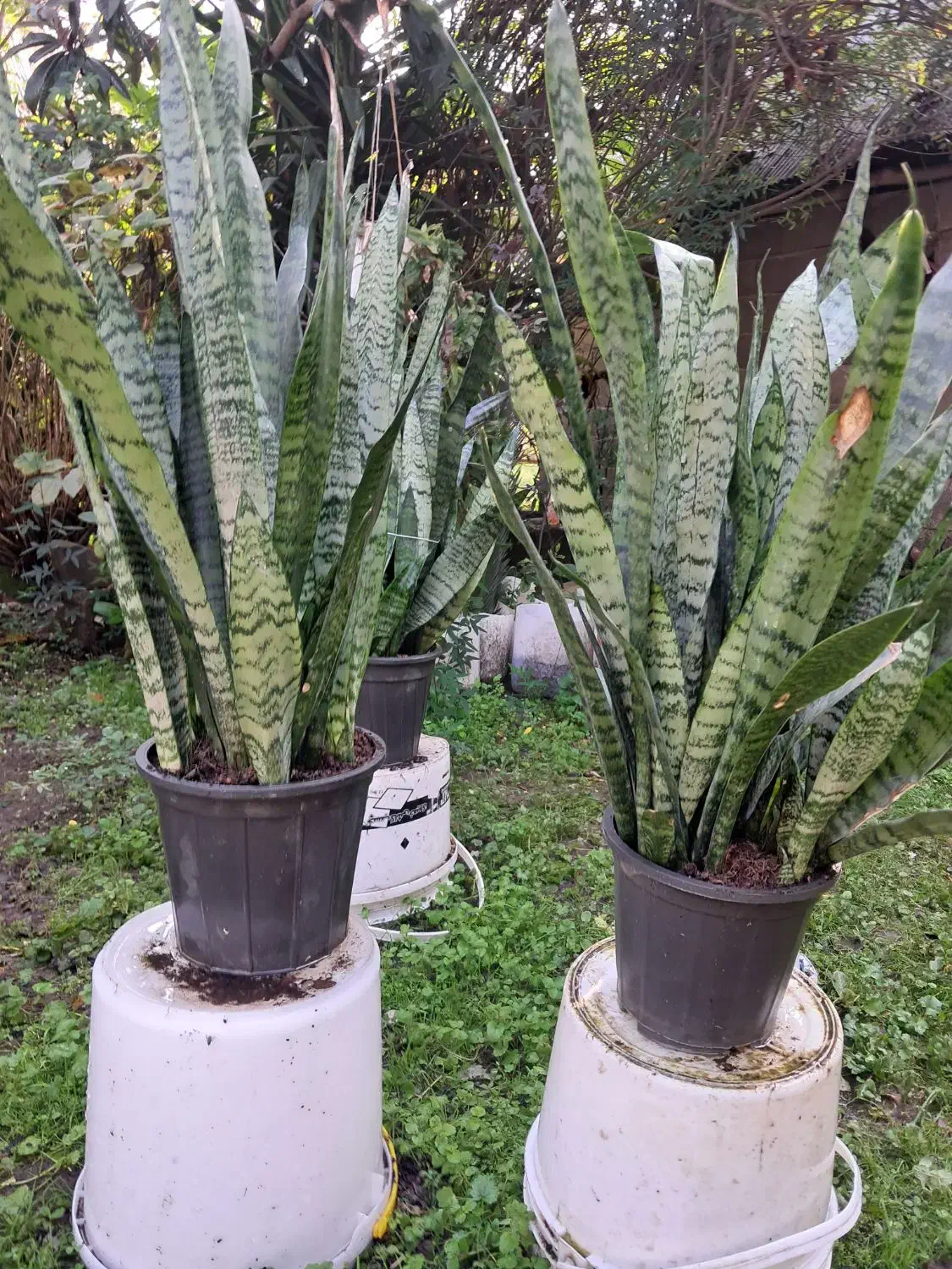 گل سانسوریا|گل و گیاه طبیعی|لاهیجان, لیالستان|دیوار