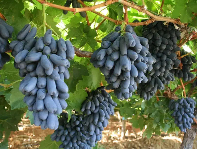 فروش انواع نهالهای لیبل دار در نهالستان غرب|خدمات باغبانی و درختکاری|آمل, |دیوار