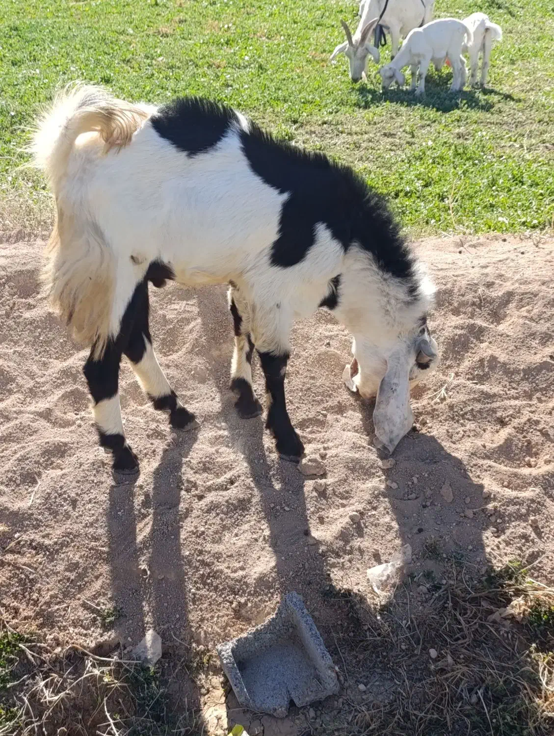 نر بز پاکستانی اصل|حیوانات مزرعه|لردگان, |دیوار