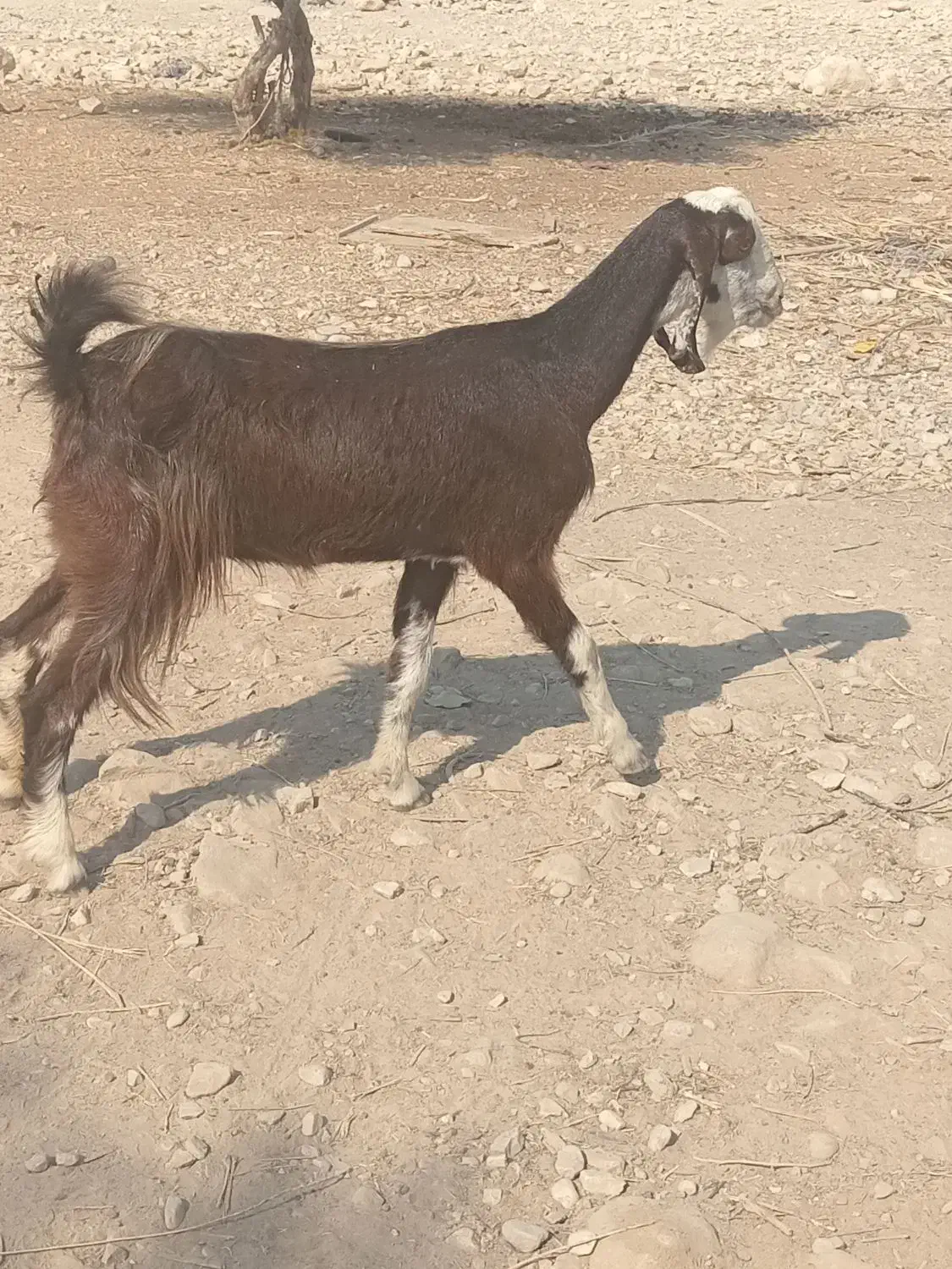 بز کهره دار|حیوانات مزرعه|برازجان, |دیوار