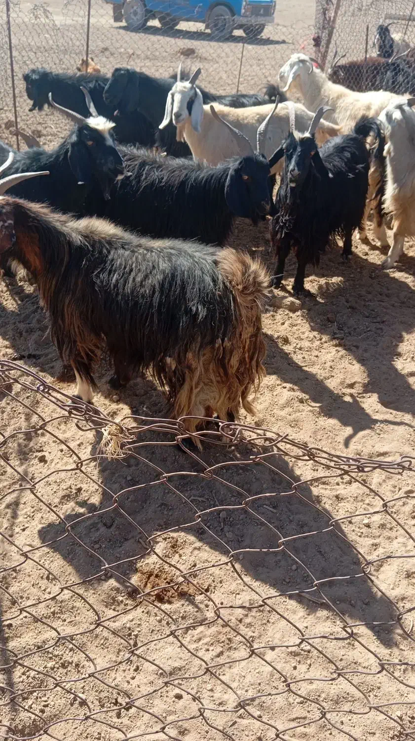 بز کهره دار|حیوانات مزرعه|آباده, |دیوار