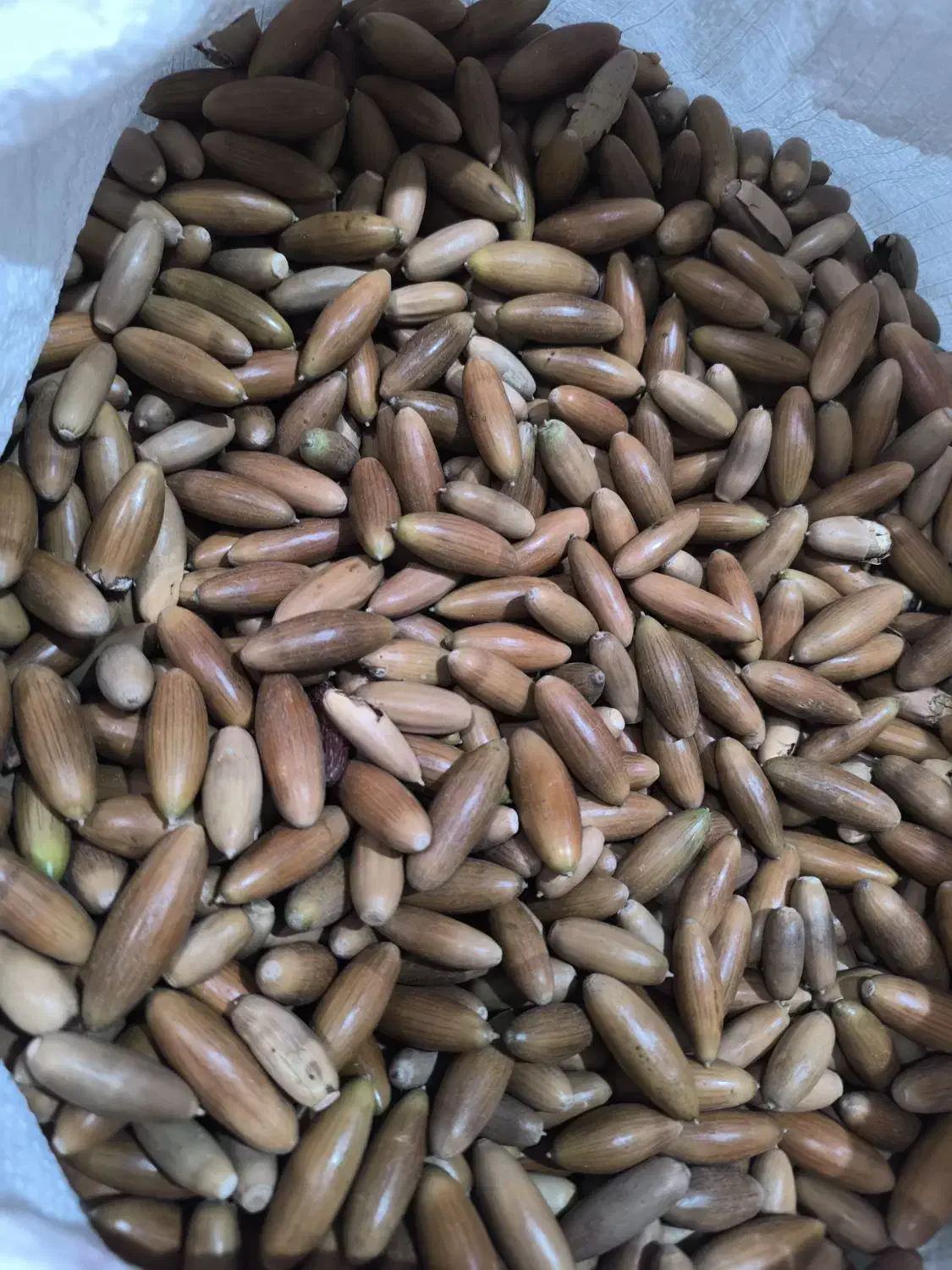 فروش عمده بلوط مازدار|عمدهفروشی|بانه, |دیوار