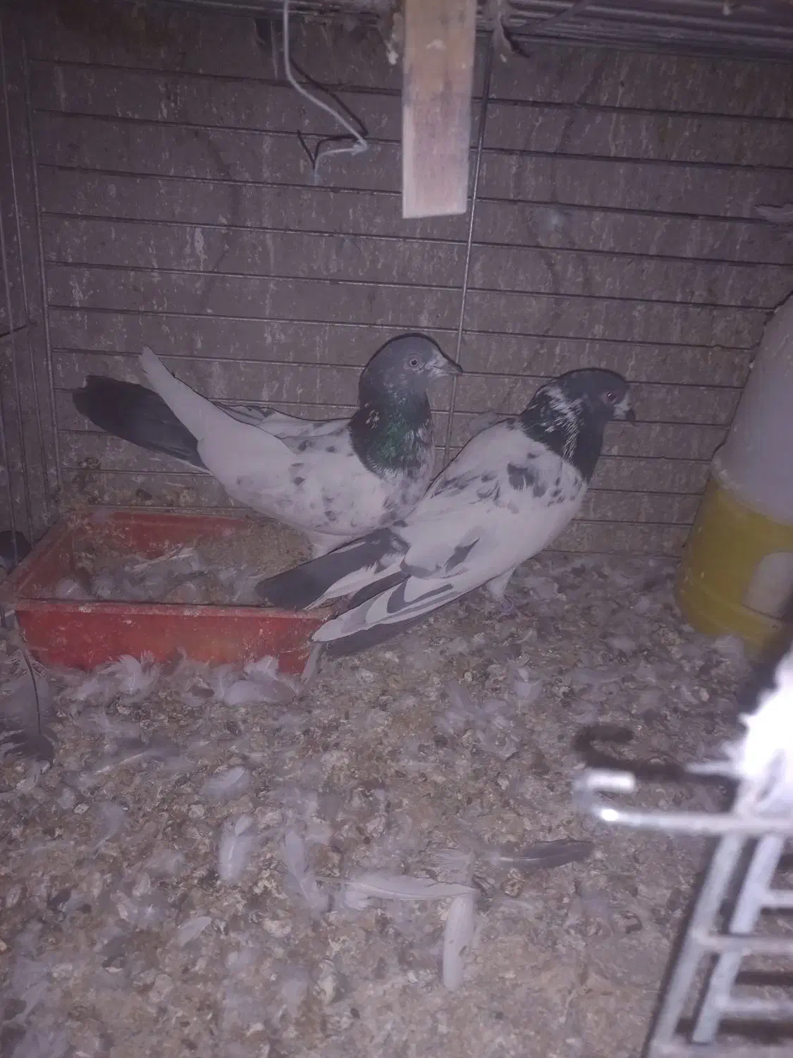 پرنده|پرنده|امیرآباد, |دیوار