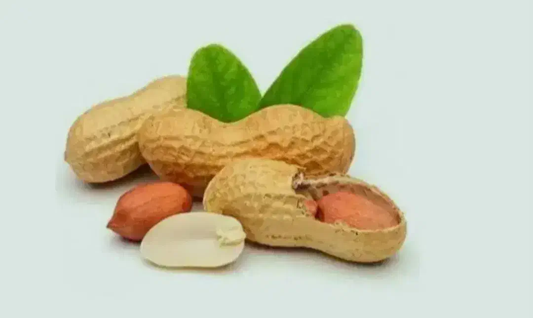 بادام زمینی تازه( عمده کیلویی فقط 200)|حراج|سمنان, |دیوار