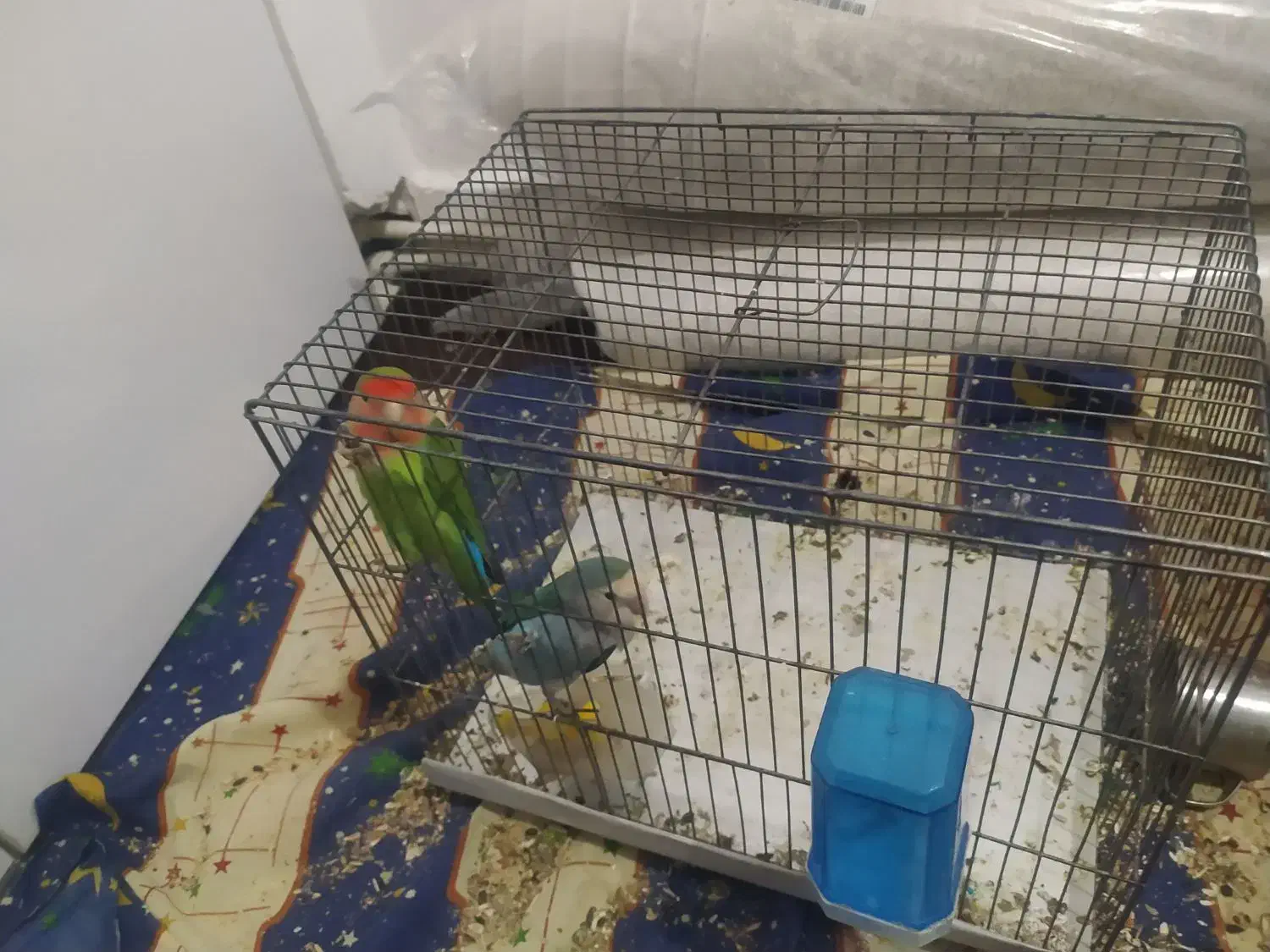 یک جفت طوطی برزیلی نر و ماده|پرنده|بروجرد, |دیوار