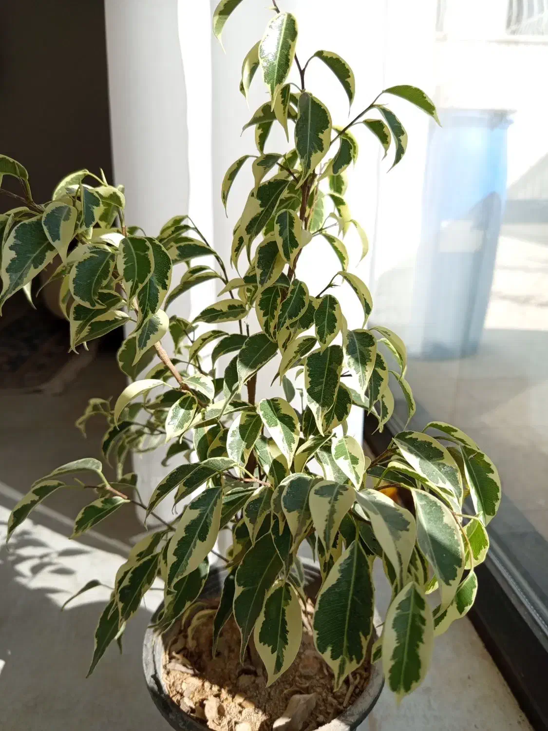 گیاه بنجامین ابلق|گل و گیاه طبیعی|شاهینشهر, شهرک هشت بهشت|دیوار