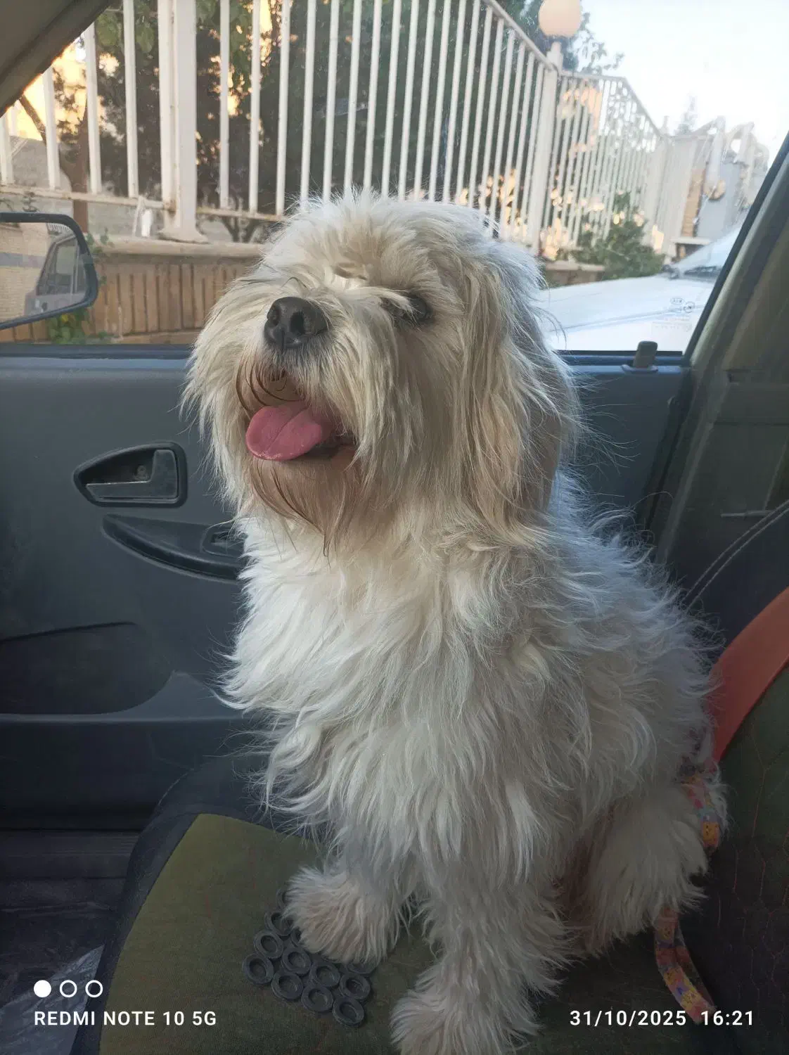 سگ اشپیتز و شیتزو معاوضه با عروس هلندی|سگ|اصفهان, آبشار|دیوار