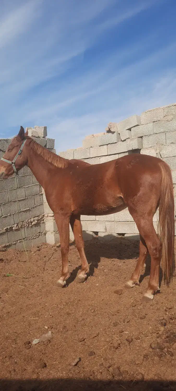 مادیان ۳ساله سرحال|اسب و تجهیزات اسبسواری|گنبد کاووس, |دیوار