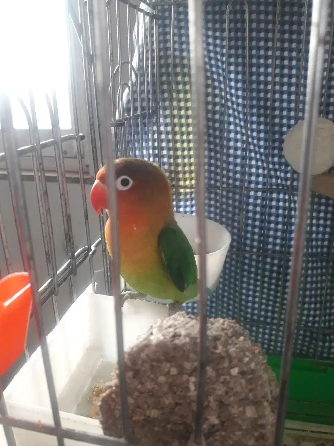 برزیلی بالغ|پرنده|لاهیجان, بازکیاگوراب|دیوار