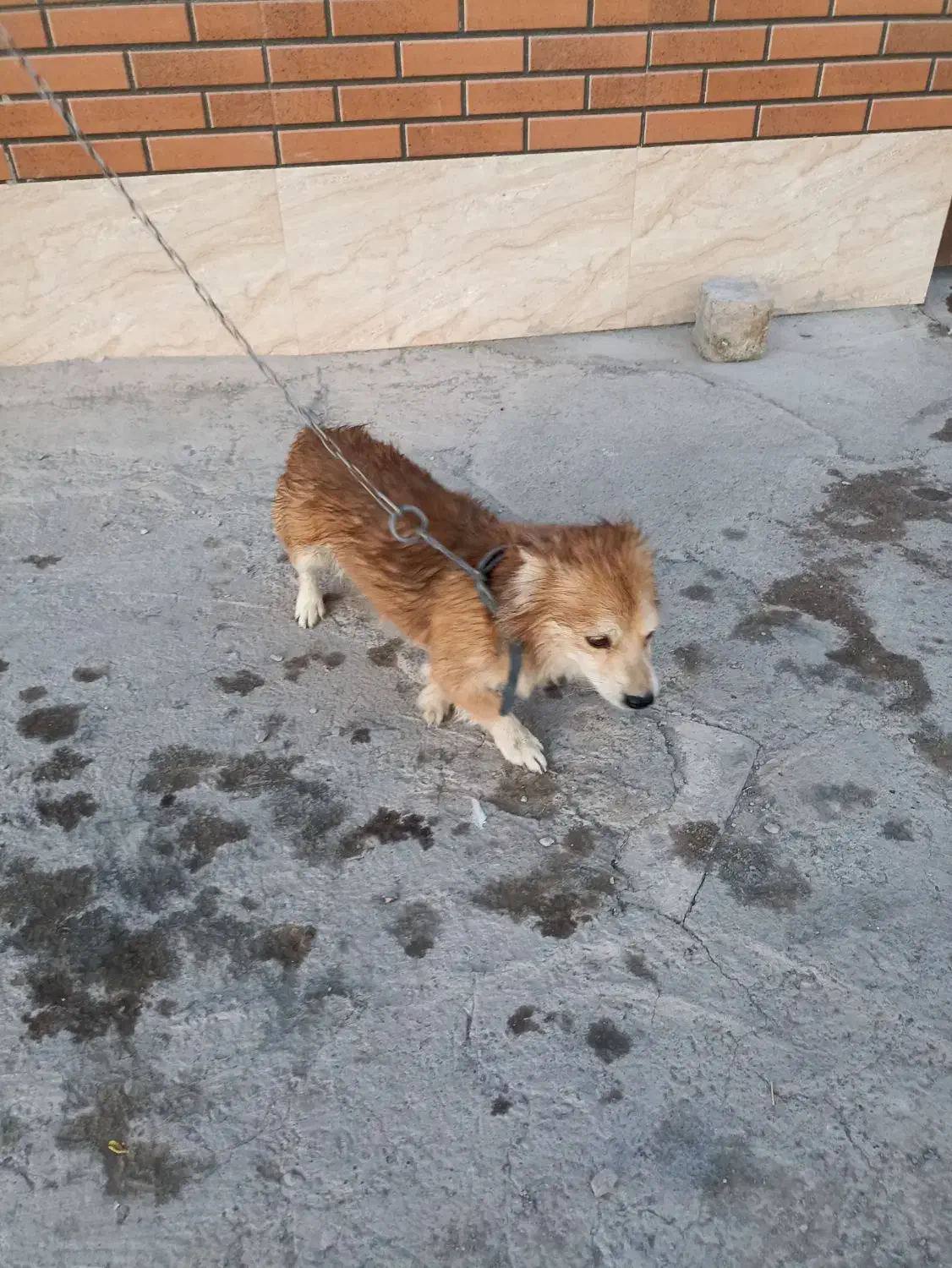 سگ اشپیتز|سگ|کرمان, |دیوار