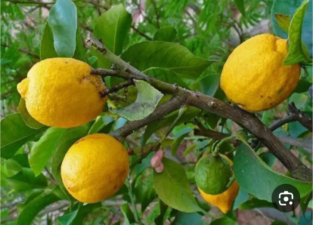 بالنگ|حراج|فیروزآباد (فارس), |دیوار