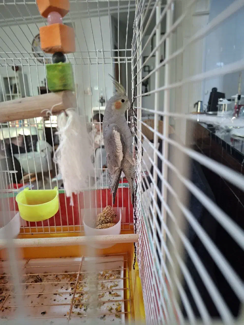 عروس هلندی|پرنده|نطنز, |دیوار