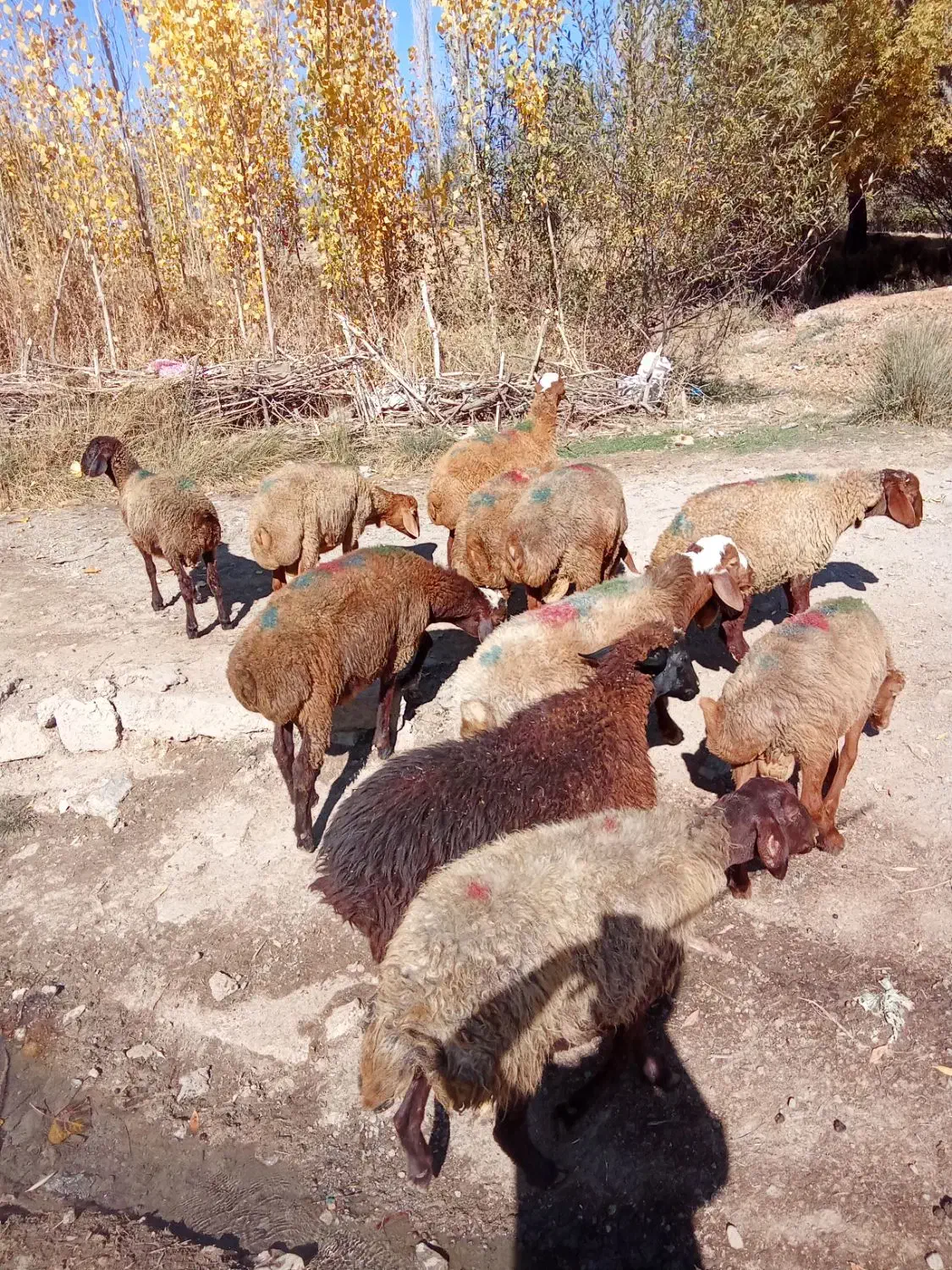 گوسفند داشتی|حیوانات مزرعه|بلبان آباد, |دیوار