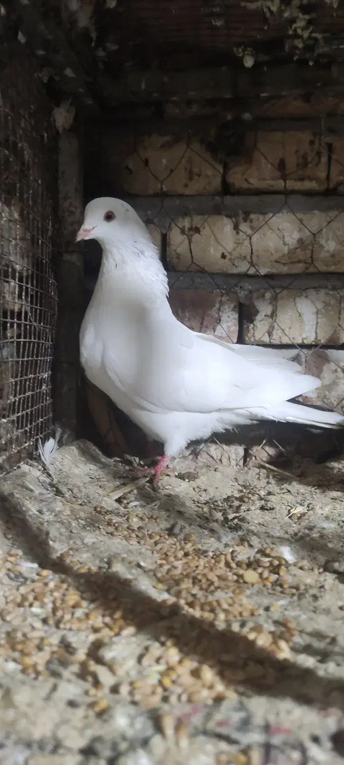 پارساباد|پرنده|پارس‌آباد, |دیوار