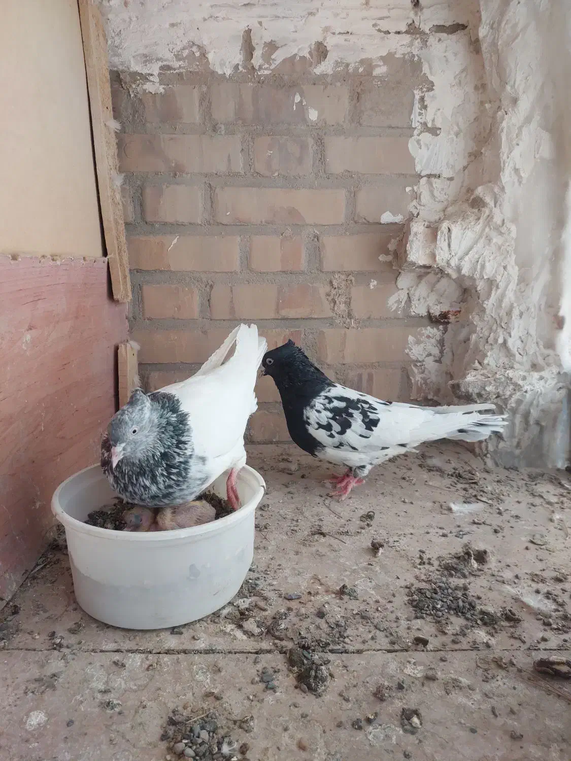 کله سیاه نر کله سبز ماده.کله سیا یک چشم کوره|پرنده|تربت جام, شاد|دیوار