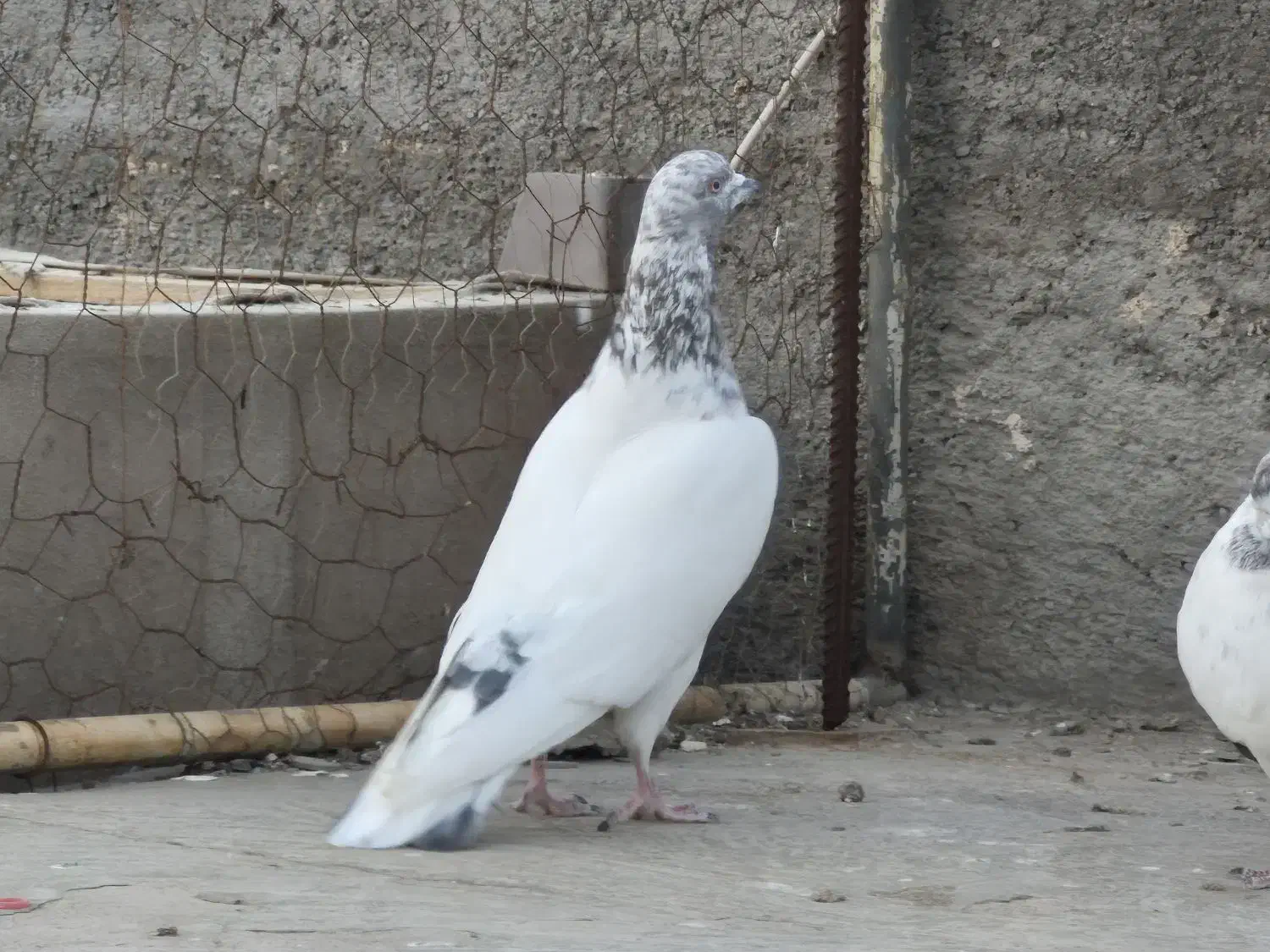 13 عدد پرشی|پرنده|یزد, |دیوار