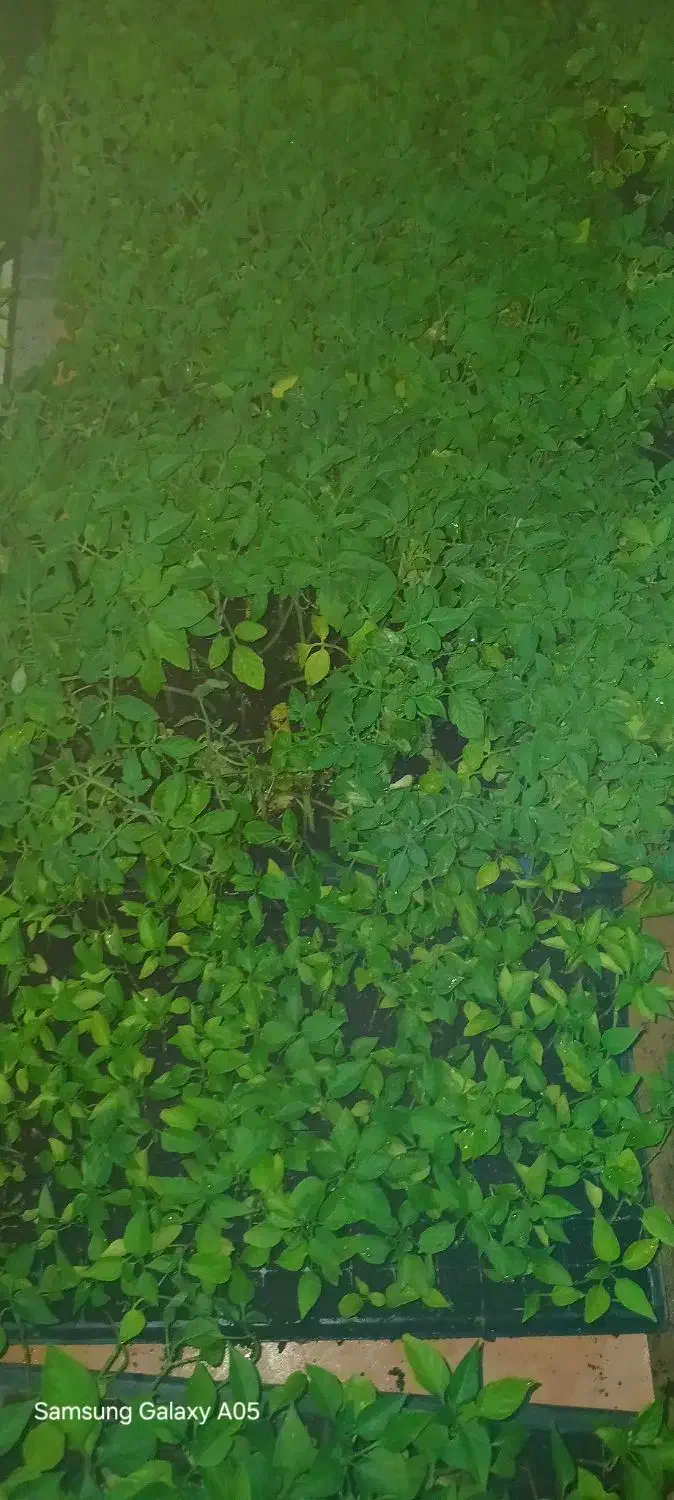 نشا گوجه.بادمجان و...|گل و گیاه طبیعی|شیراز, رکن‌آباد|دیوار