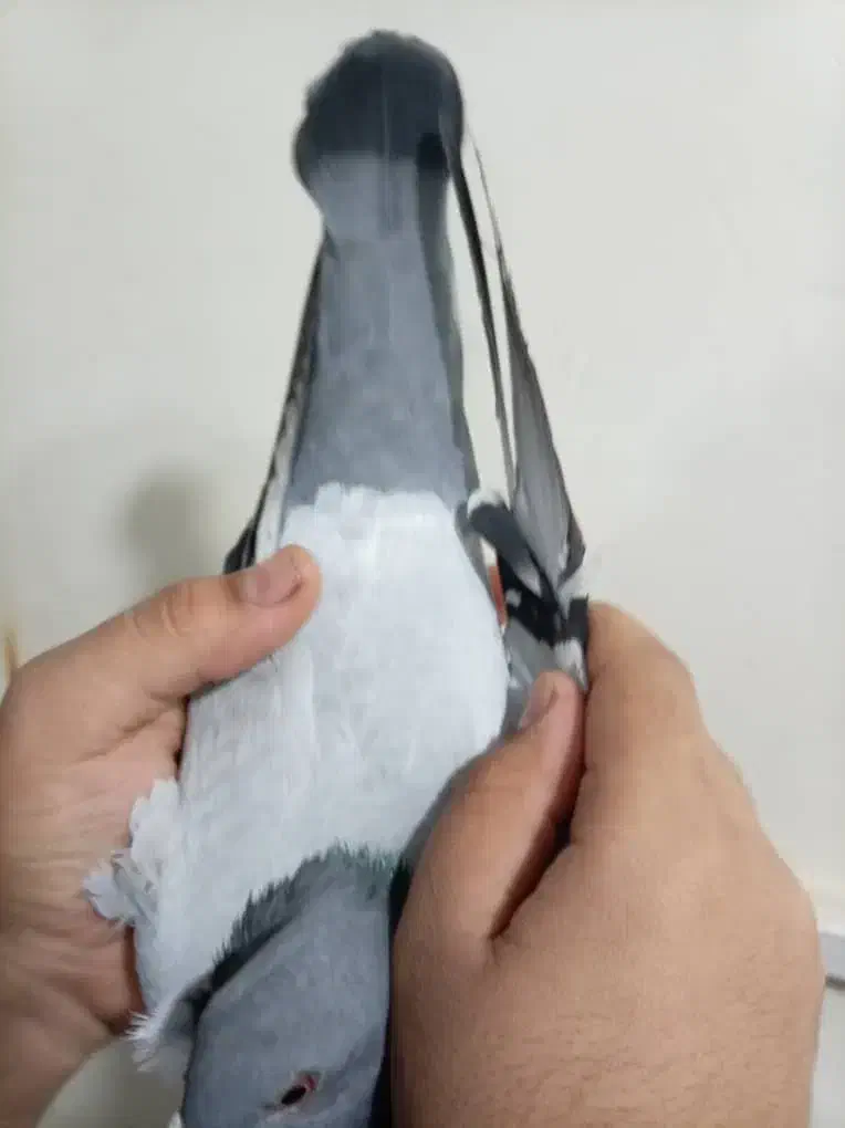 عراق 2025|پرنده|آبادان, |دیوار