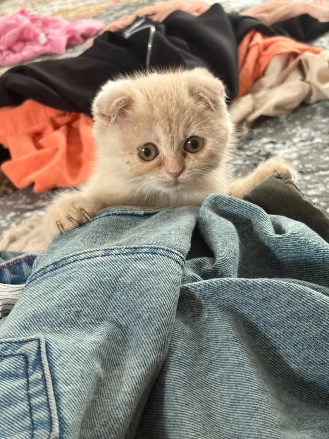 گربه|گربه|بندرعباس, |دیوار