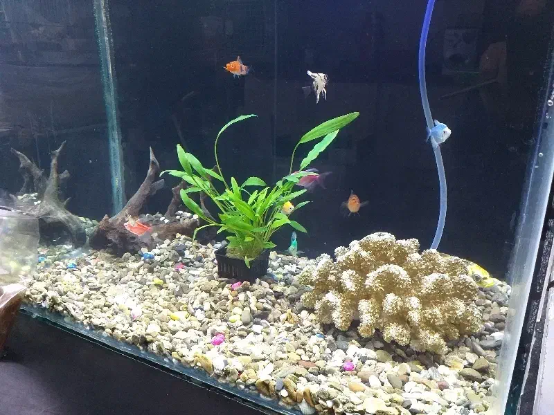 فروش آکواریوم|ماهی|بیجار, |دیوار