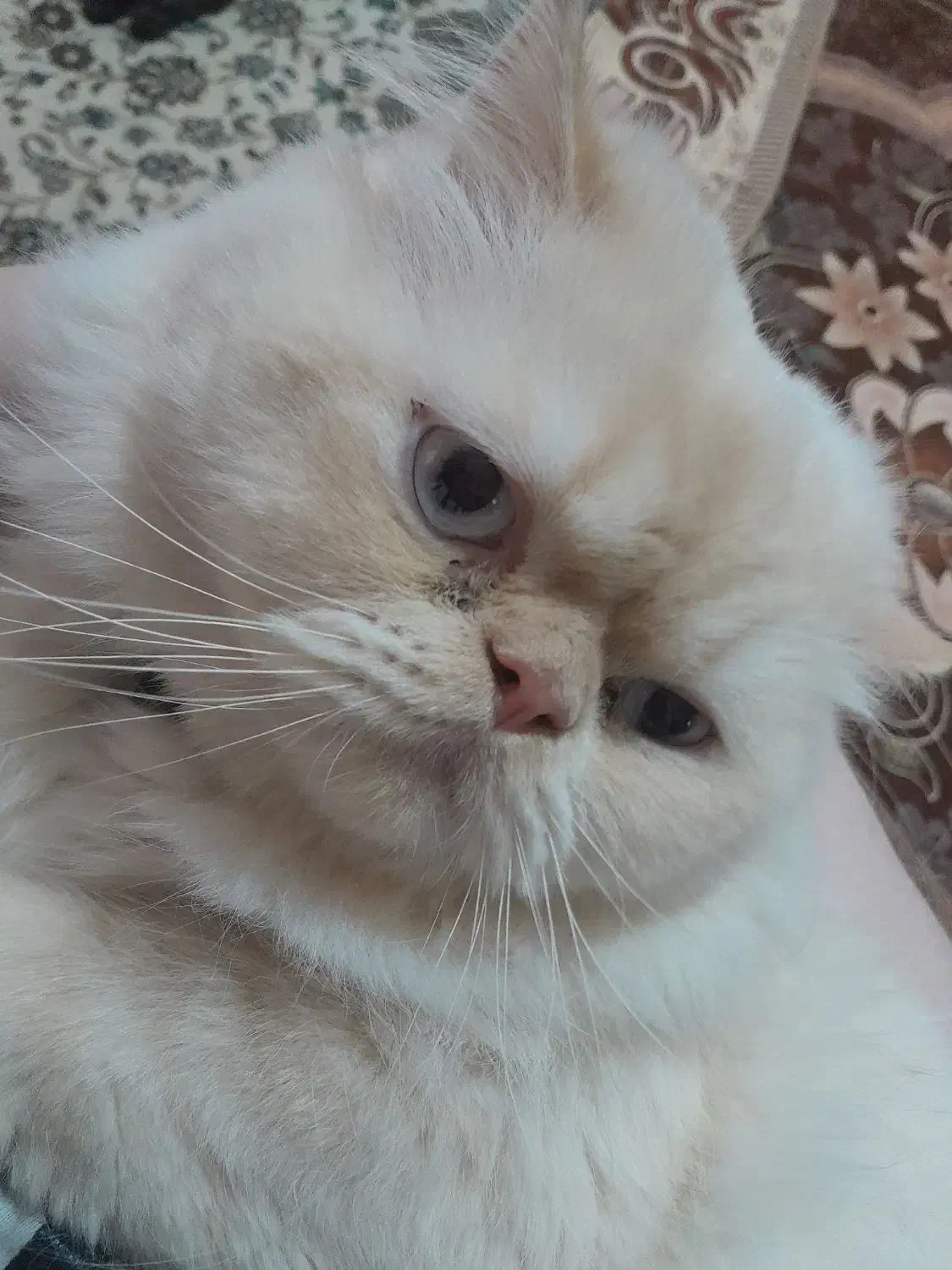 گربه پرشین چشم ابی|گربه|مشهد, ویلاشهر|دیوار