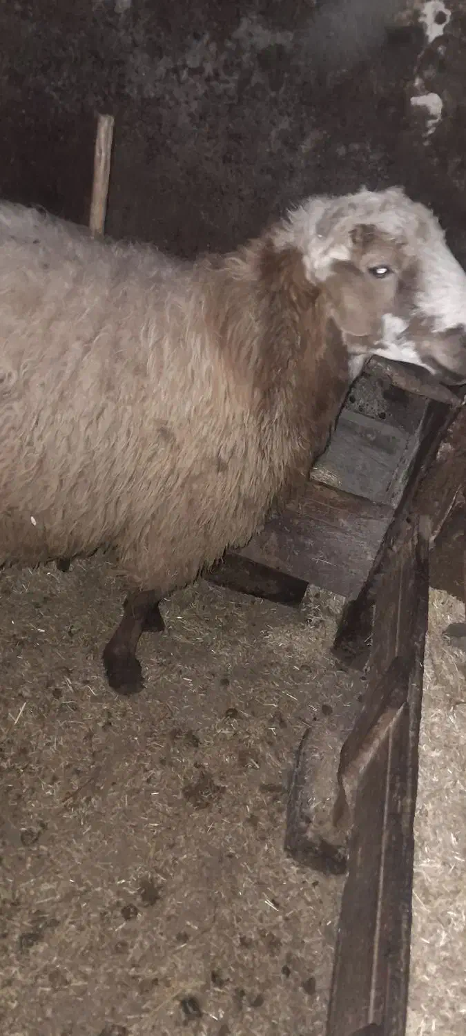 قوچ نسل کشی|حیوانات مزرعه|نمین, |دیوار