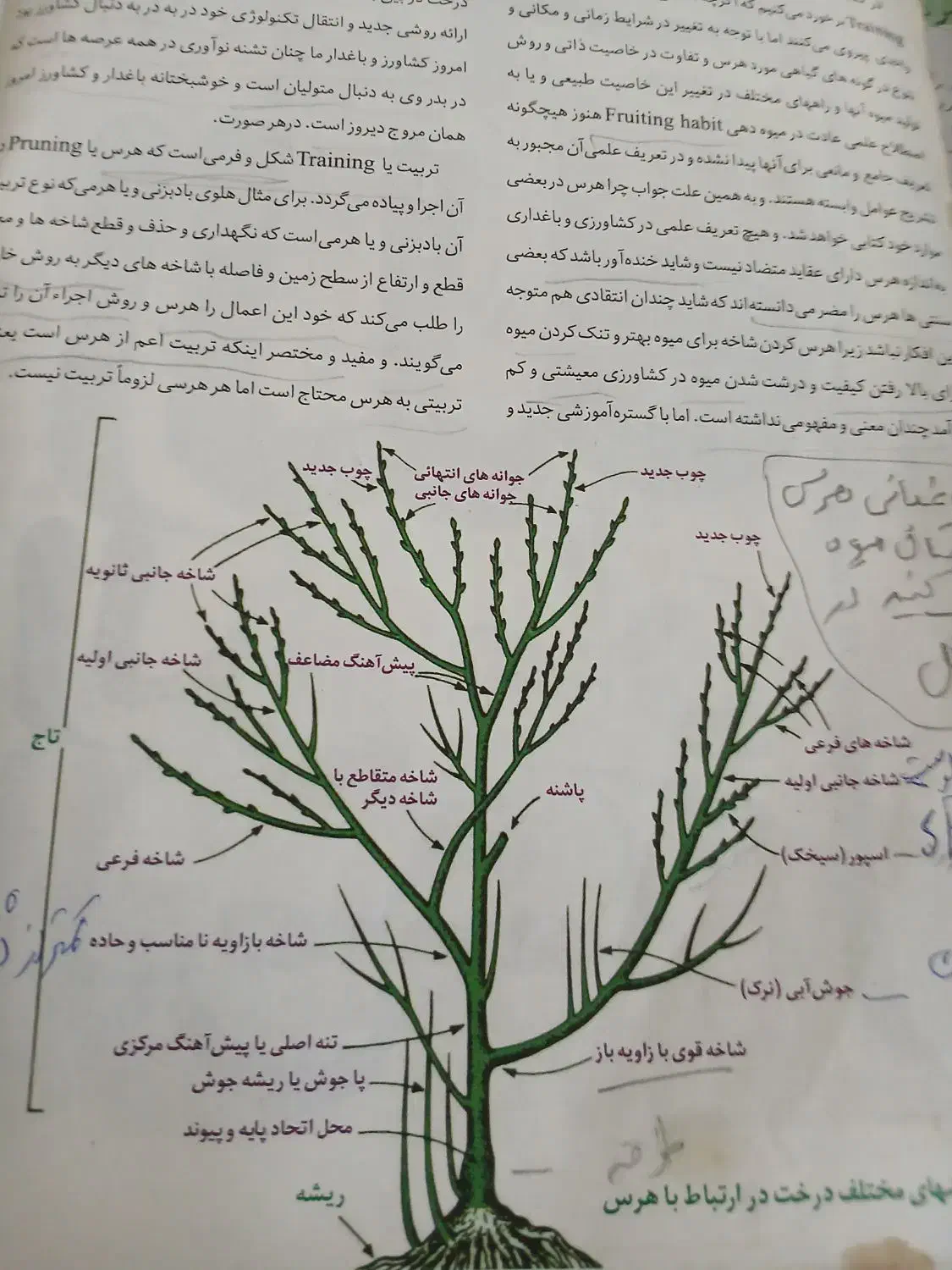 هرس فنی وآگاهانه درختان.|خدمات باغبانی و درختکاری|نهاوند, |دیوار