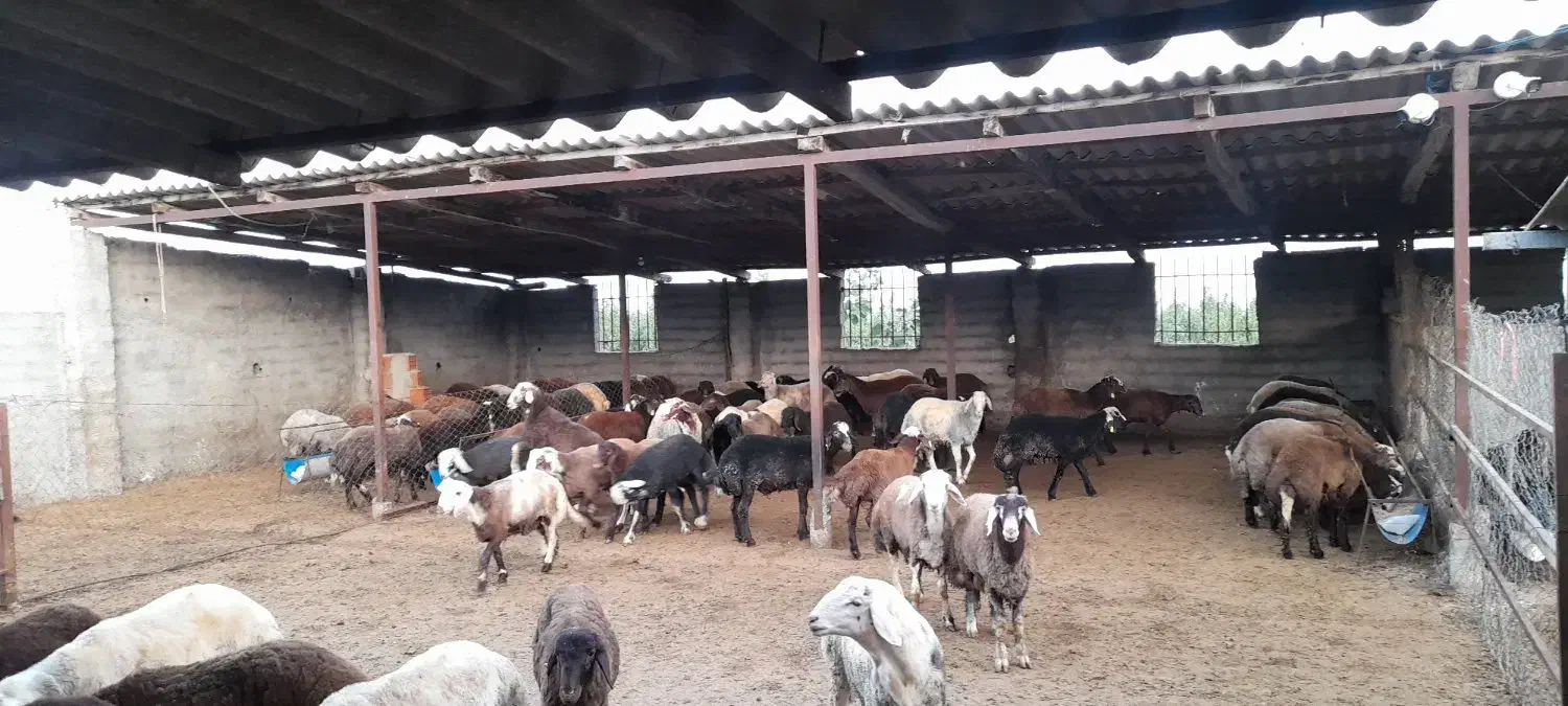 بره برواری|حیوانات مزرعه|بندر گز, |دیوار