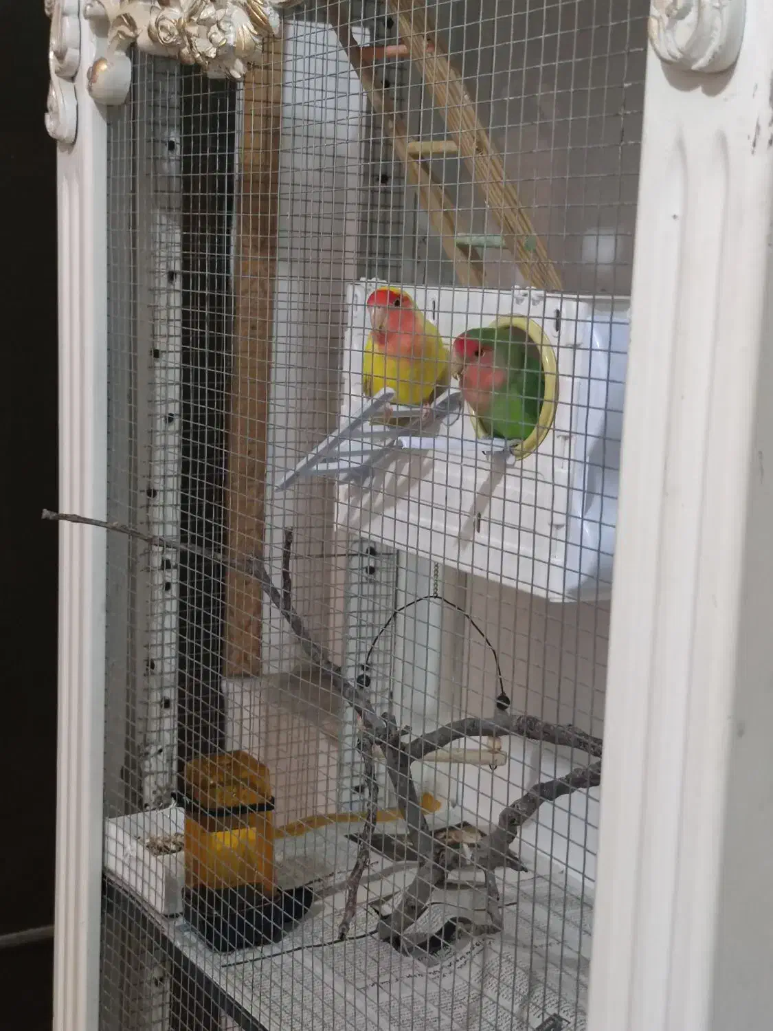 قفس پرنده|لوازم جانبی حیوانات|خوی, |دیوار