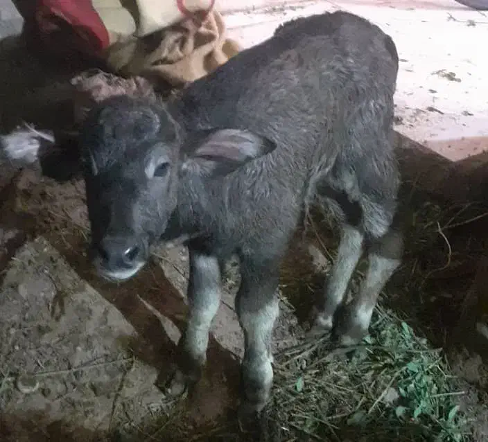 گتوند|حیوانات مزرعه|گتوند, |دیوار