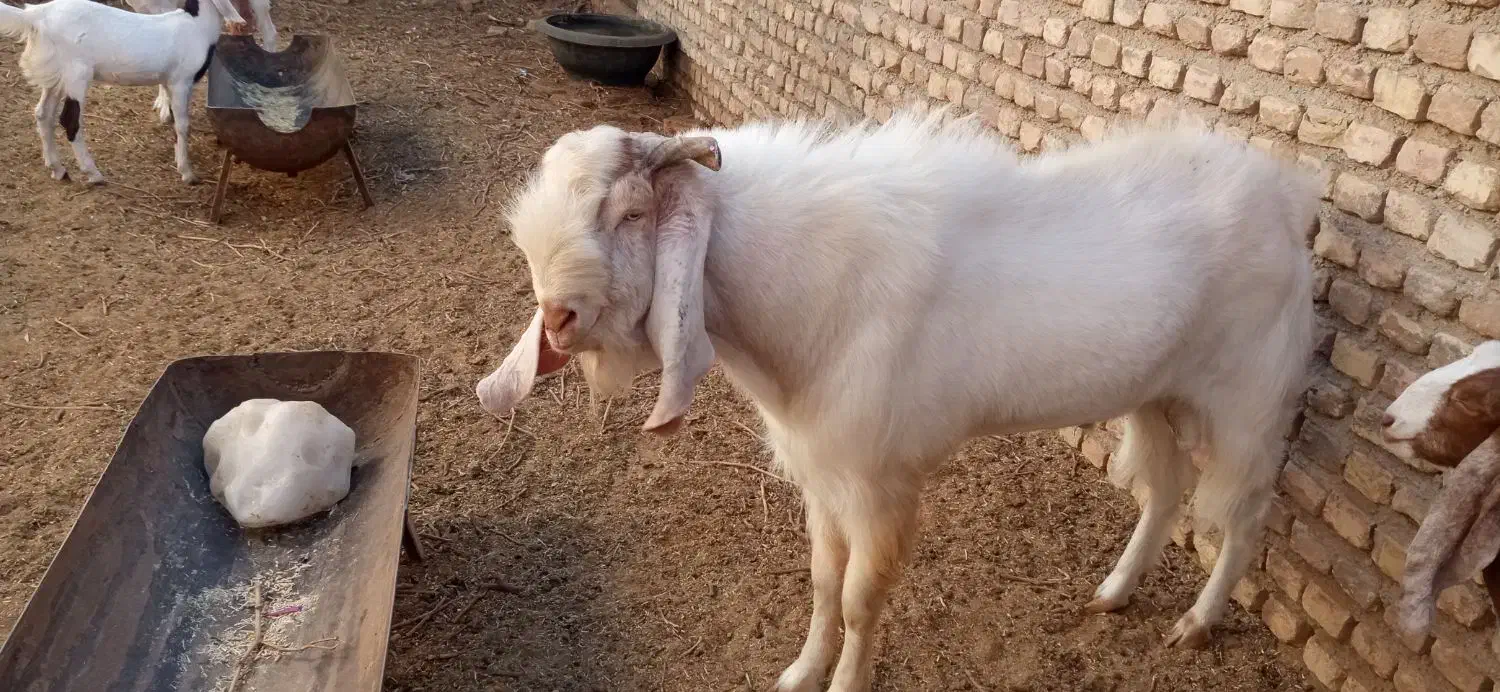 با سلام یک عدد نربز 4دندون|حیوانات مزرعه|کاشمر, |دیوار