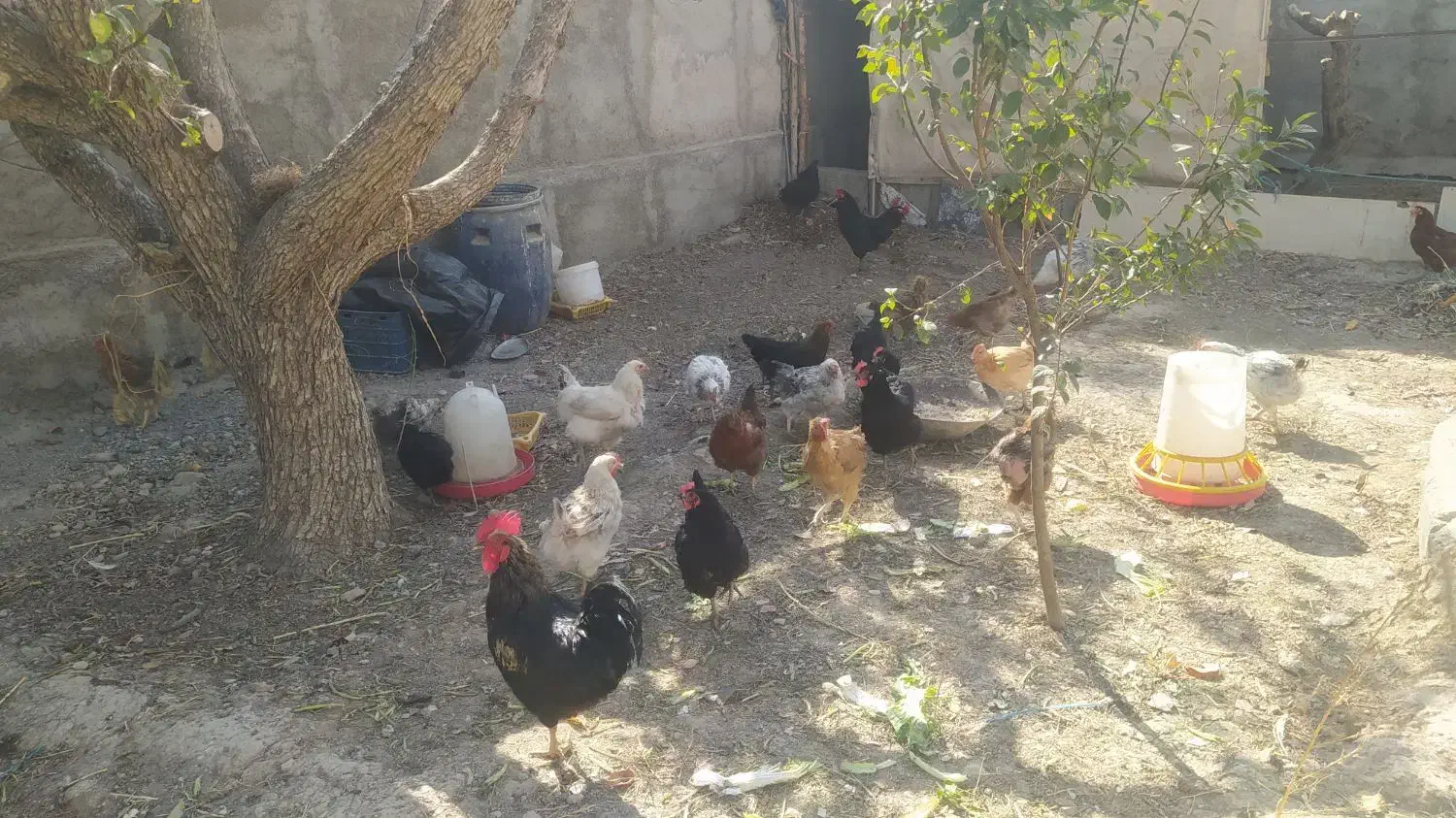 مرغ و خروس|حیوانات مزرعه|محمدشهر, جعفرآباد|دیوار