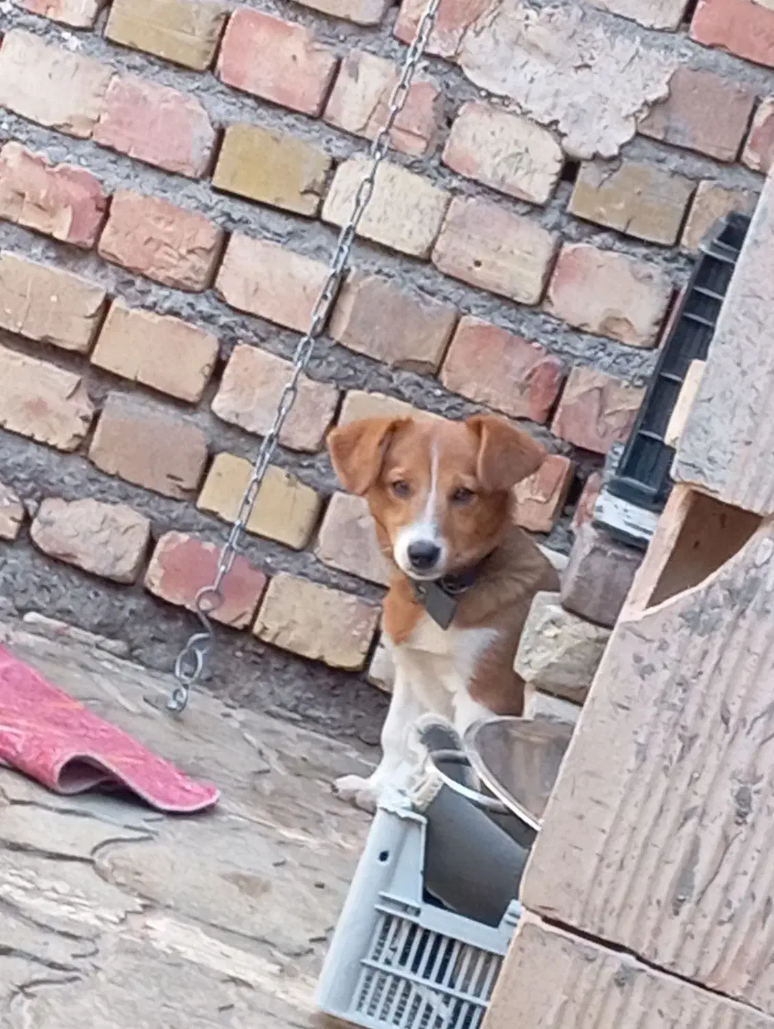 سگ پاکوتاه جوانه|سگ|تربت جام, میرقوام الدین|دیوار