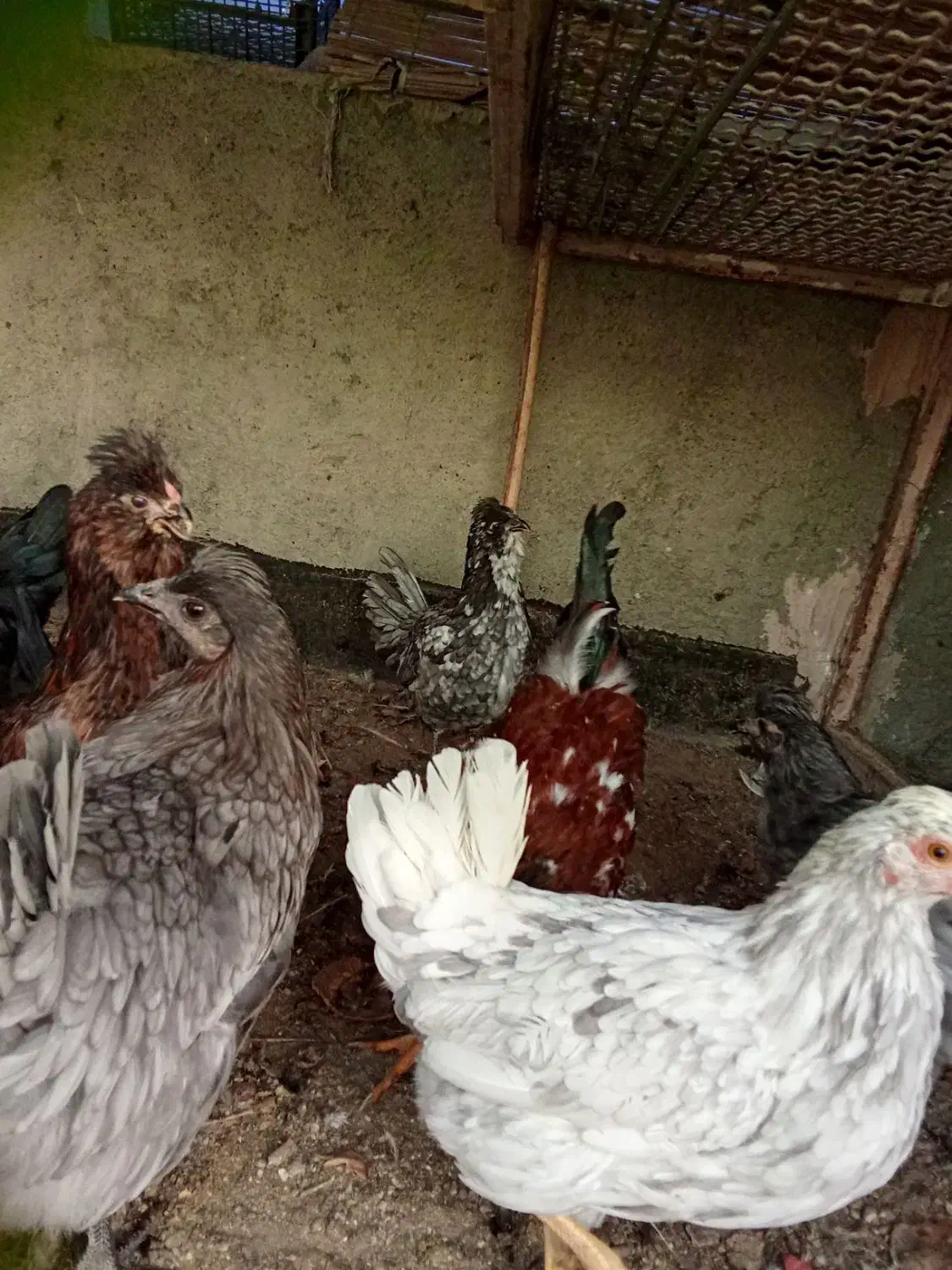 مرغ وخروس گلین اصل،چهل تاج،طوسی،ریش و کاکل فول|حیوانات مزرعه|طرقبه, |دیوار