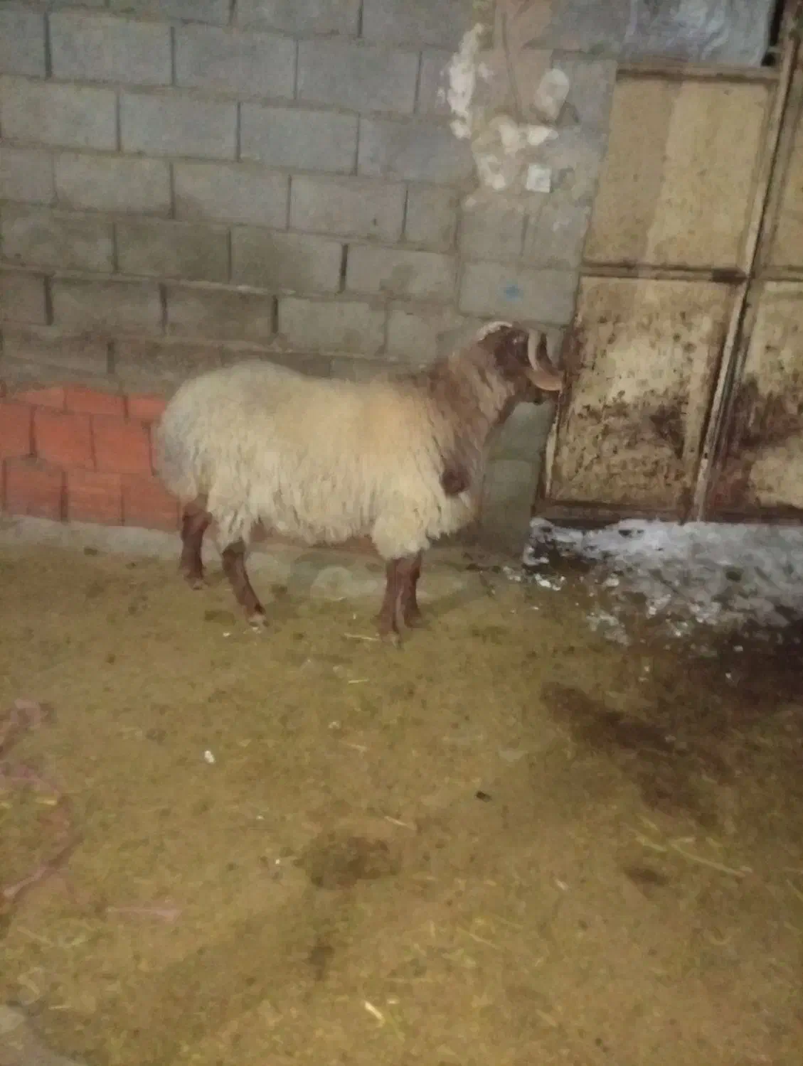 قوچ همو|حیوانات مزرعه|گرمخان, |دیوار