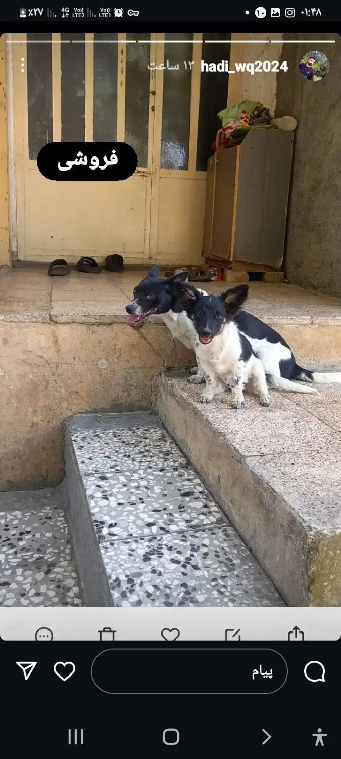 فروش سگ|سگ|مینودشت, |دیوار