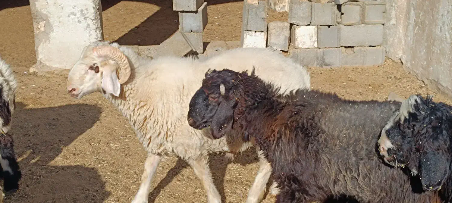 بره و قوچ و بره قوچی|حیوانات مزرعه|شهرضا, |دیوار