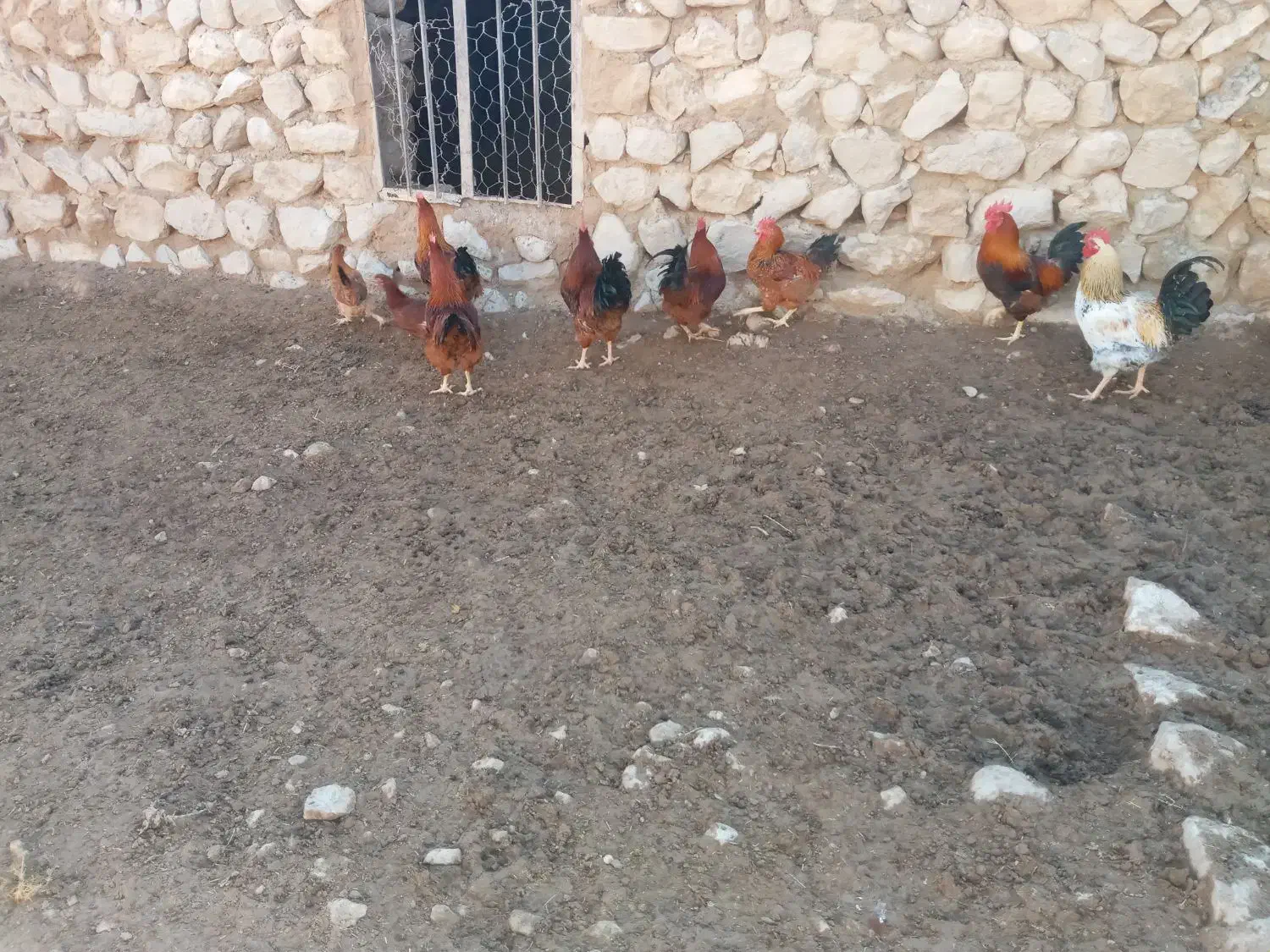 کله شیر ( خروس)|حیوانات مزرعه|ایوان, |دیوار